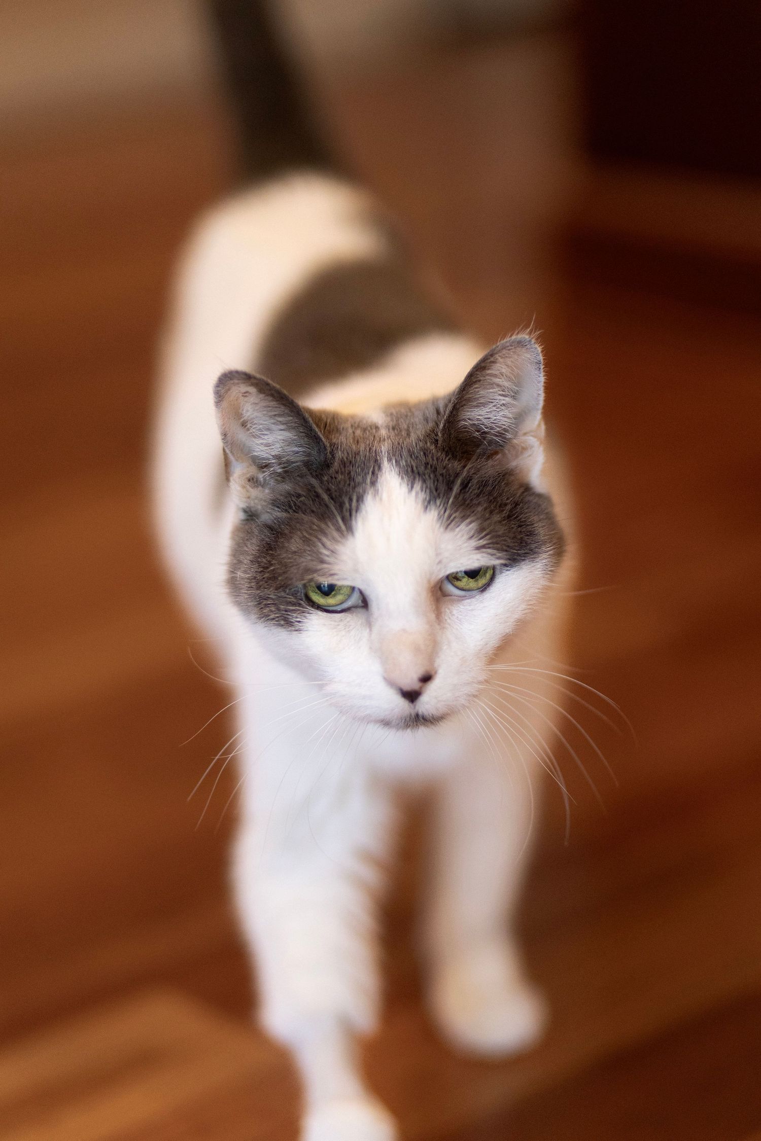 A gray and white cat with striking green eyes walks on a hardwood floor, gazing directly at the camera.