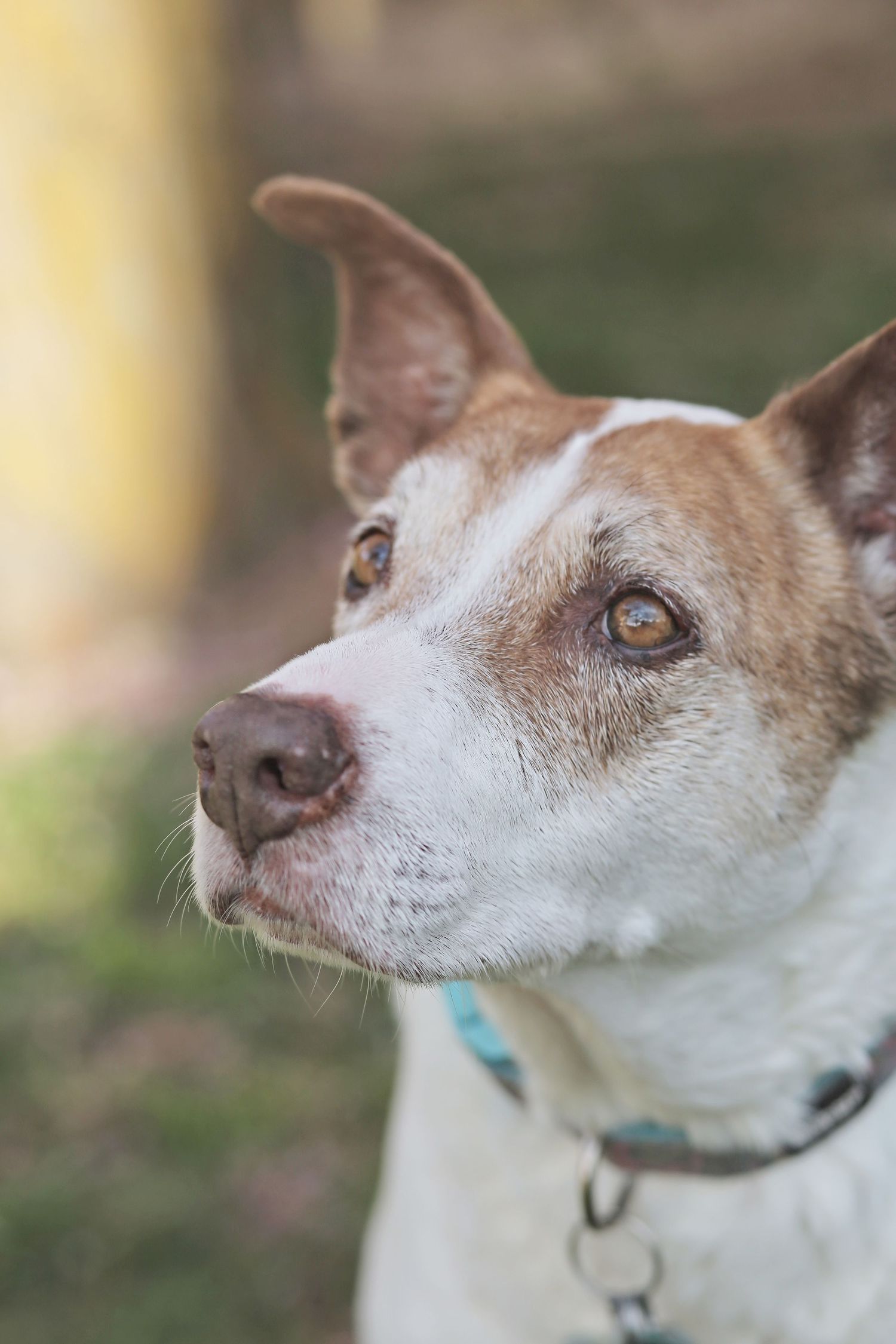 Profile view sequence of a white and brown dog with a blue collar showing different expressions.