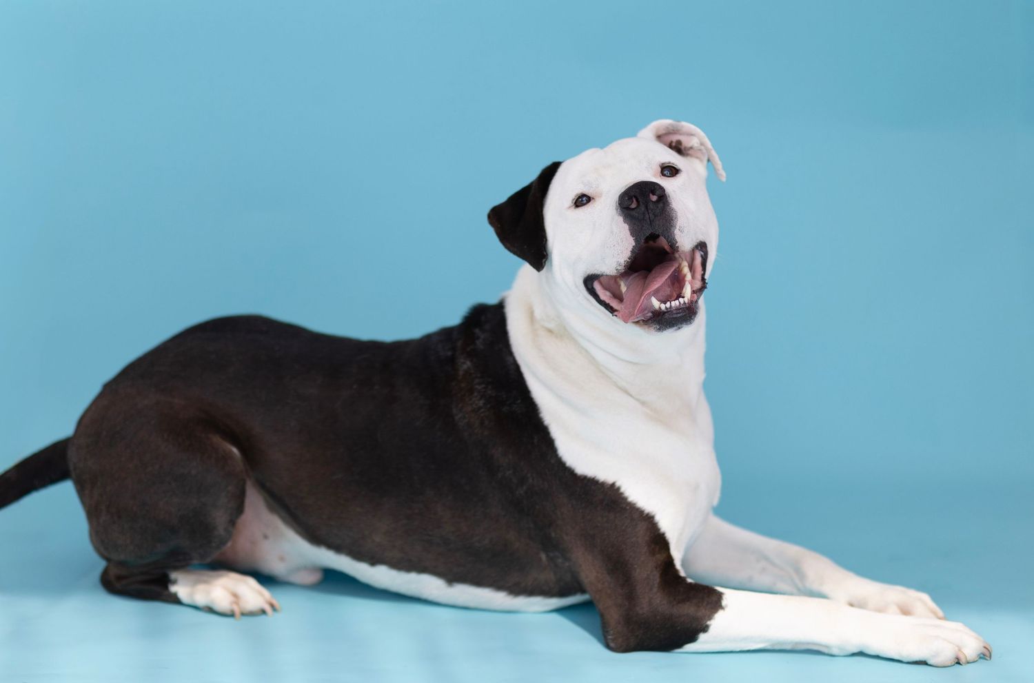 Black and white American Bulldog lying down with mouth open, posed against a bright blue studio background.