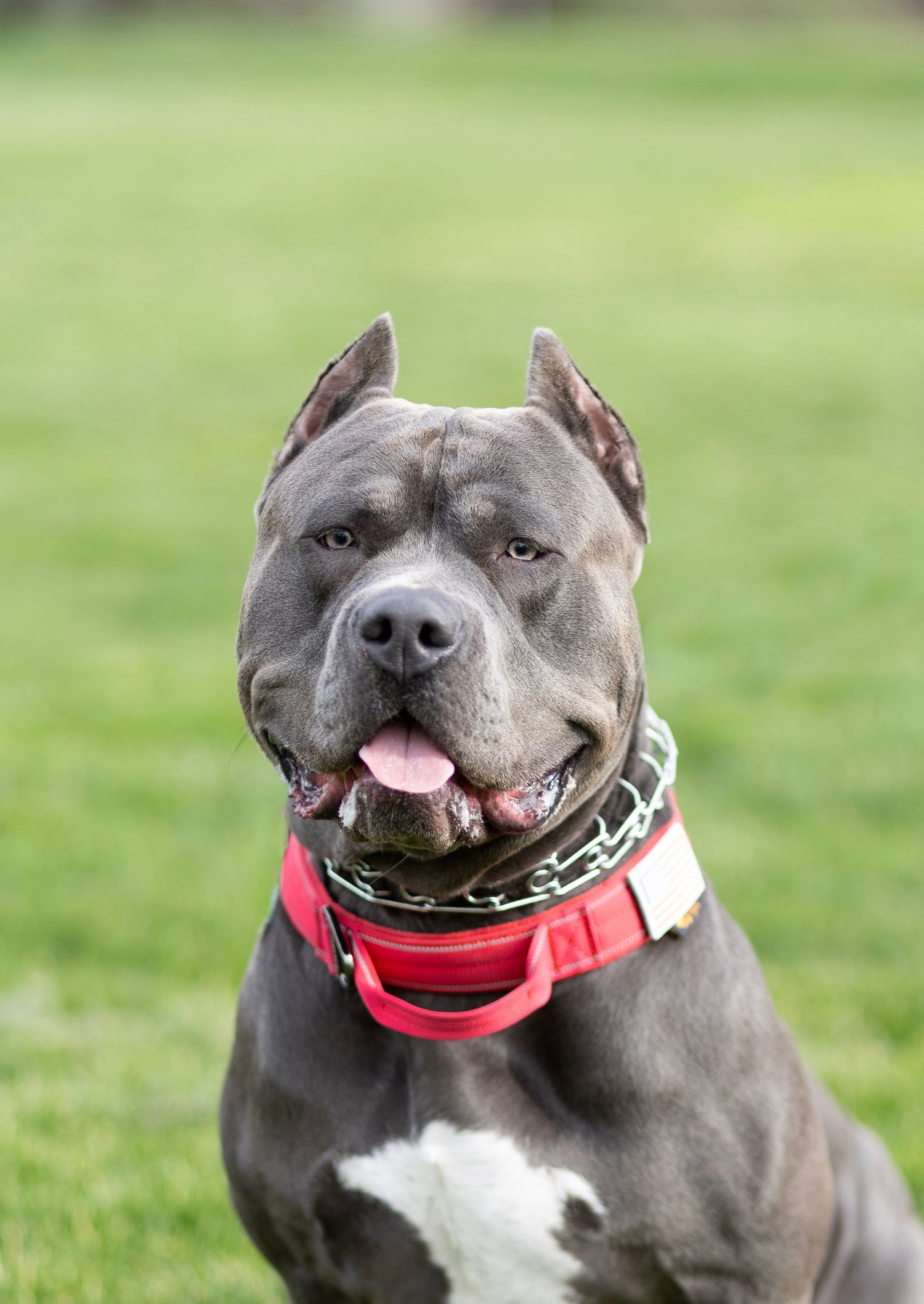 Gray Pit Bull dog with red collar sitting on green grass, tongue out, looking at camera.