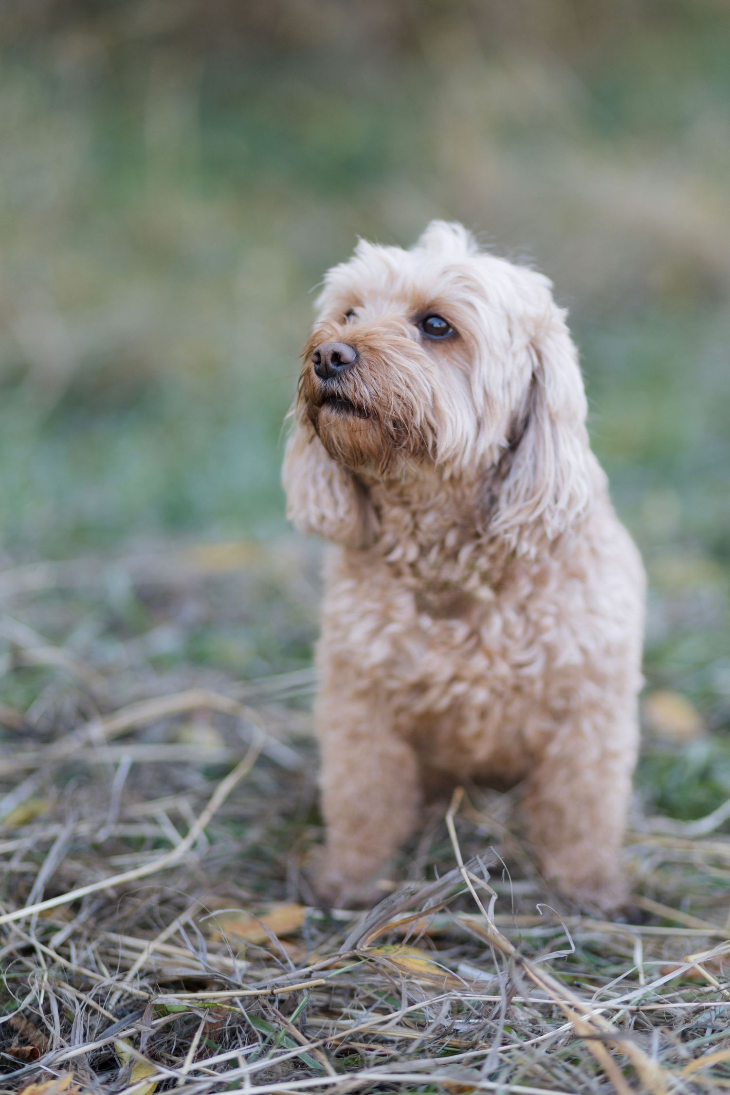 A small fluffy brown dog sits in fallen leaves and looks up attentively with a curious expression.