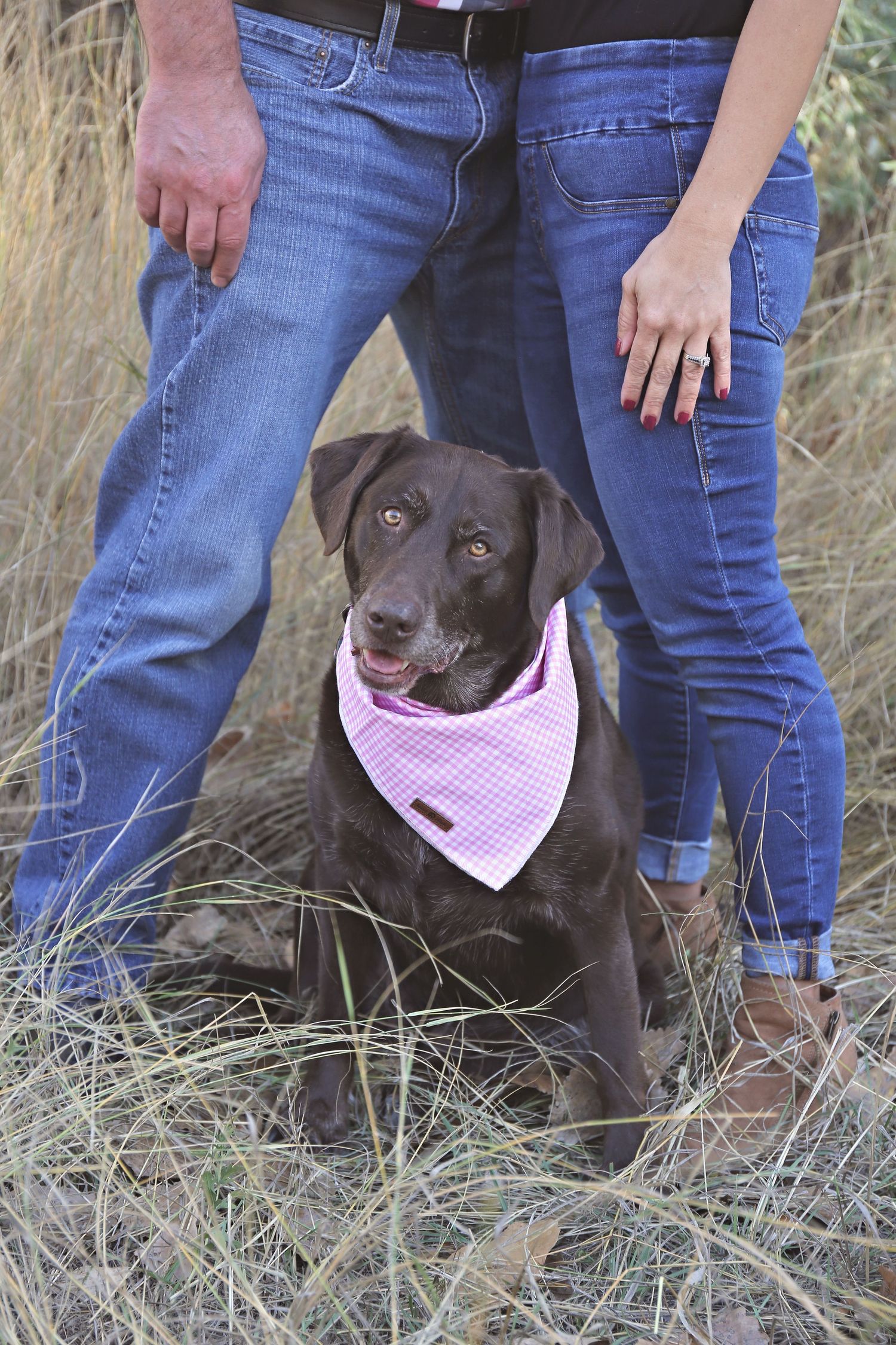 Dark brown dog wearing pink gingham bandana poses in dry grass field.