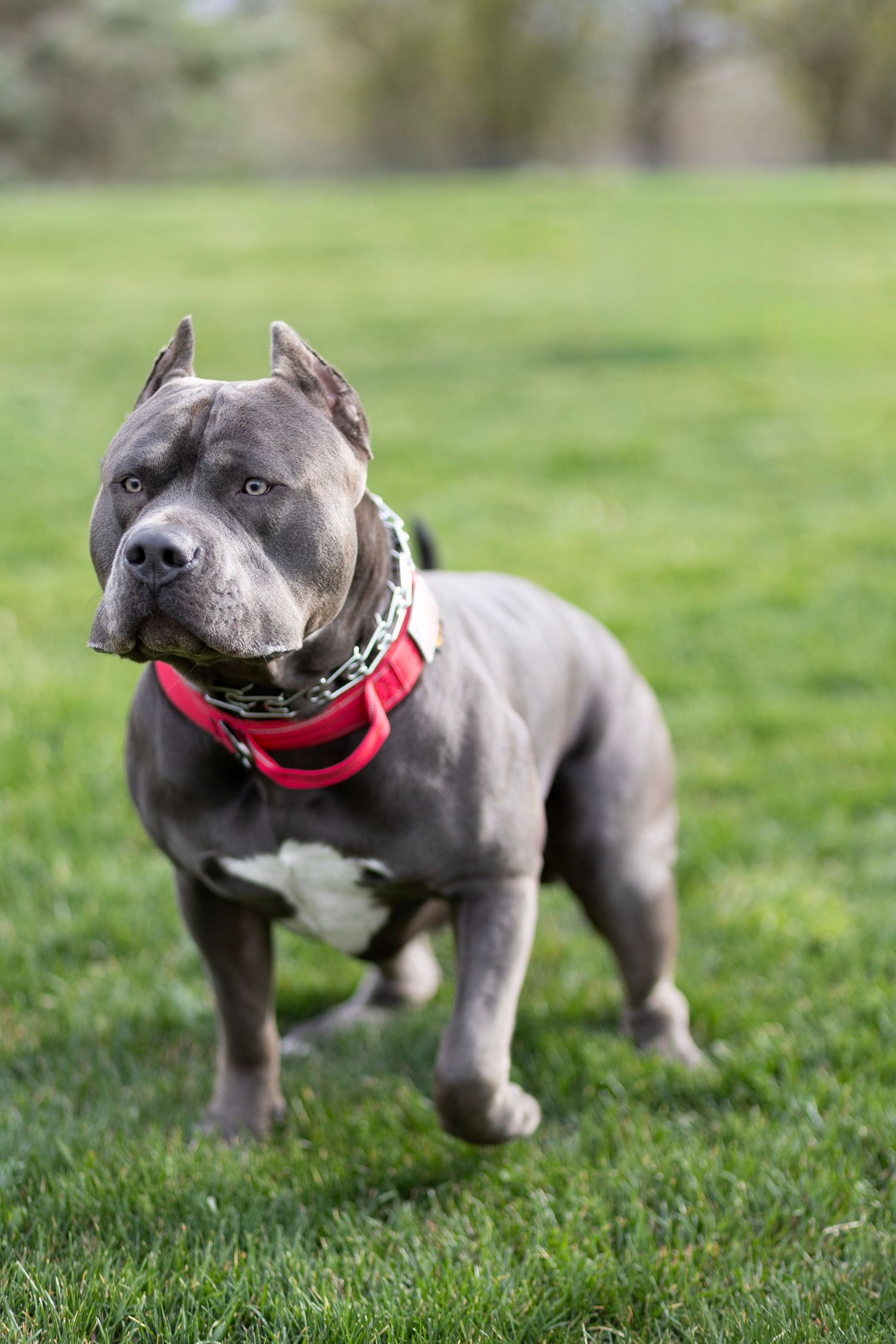 Gray pit bull dog with red collar standing alert on green grass in a park.