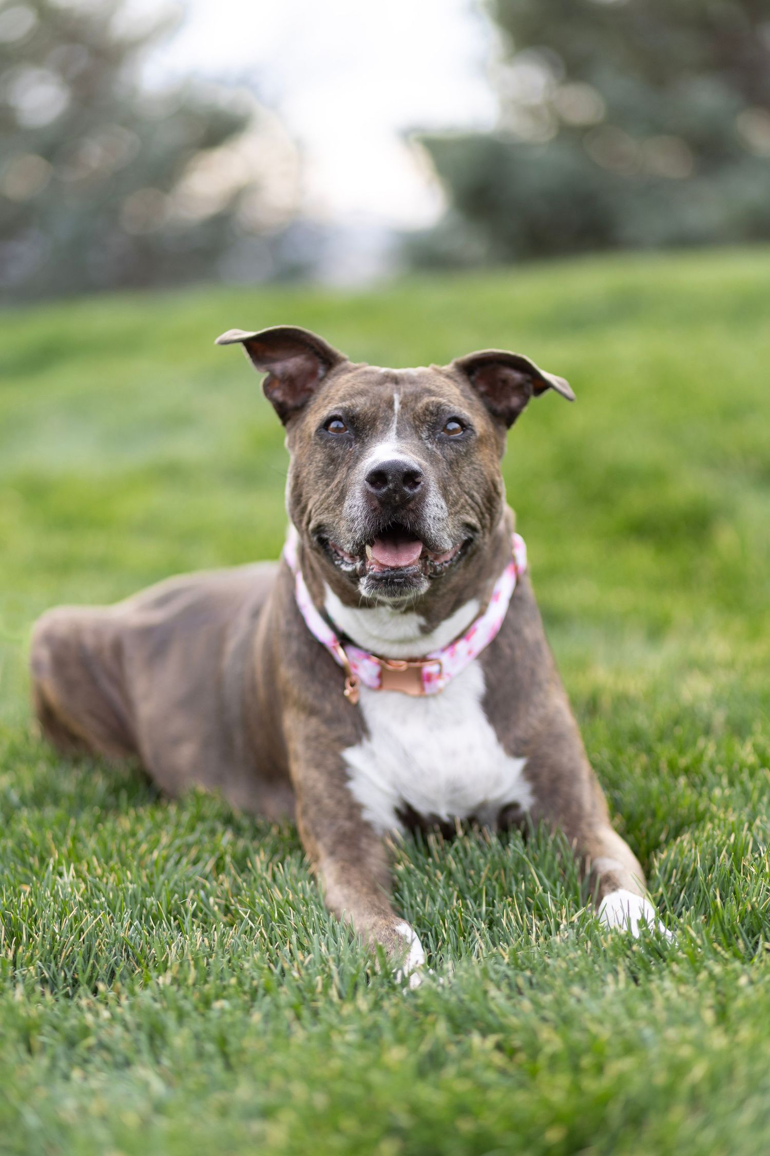 Brindle pit bull dog with pink collar lying on green grass, tongue out, looking happy outdoors.