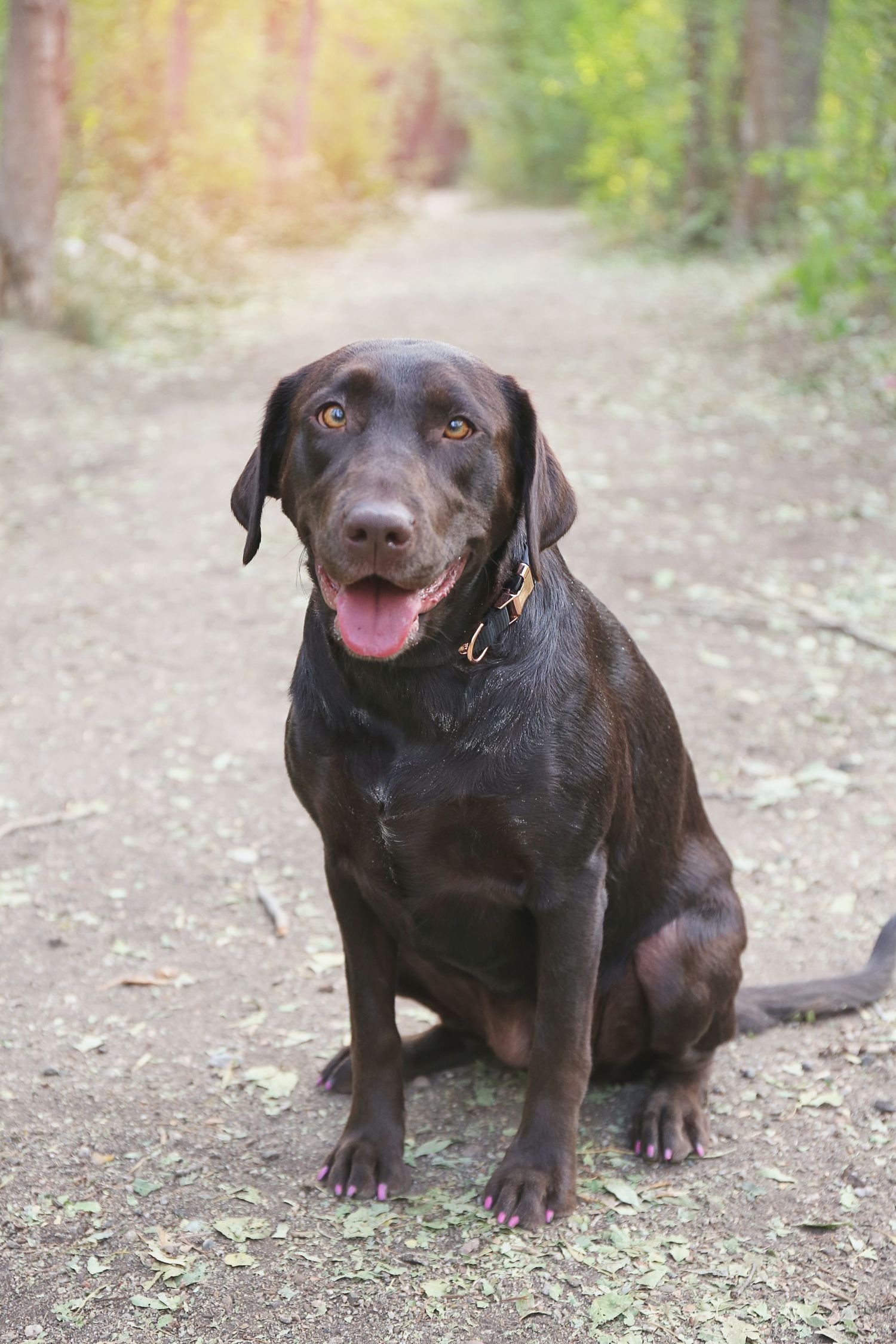 Happy chocolate Labrador retriever sitting on dirt trail in wooded area.