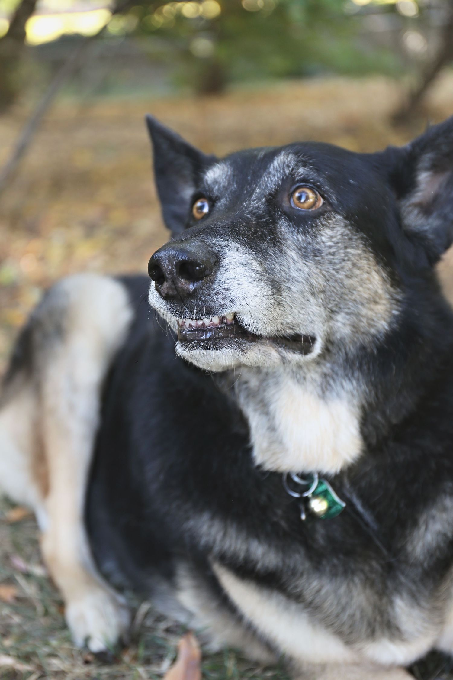 Black and white dog with grey muzzle shown in multiple profile angles outdoors.