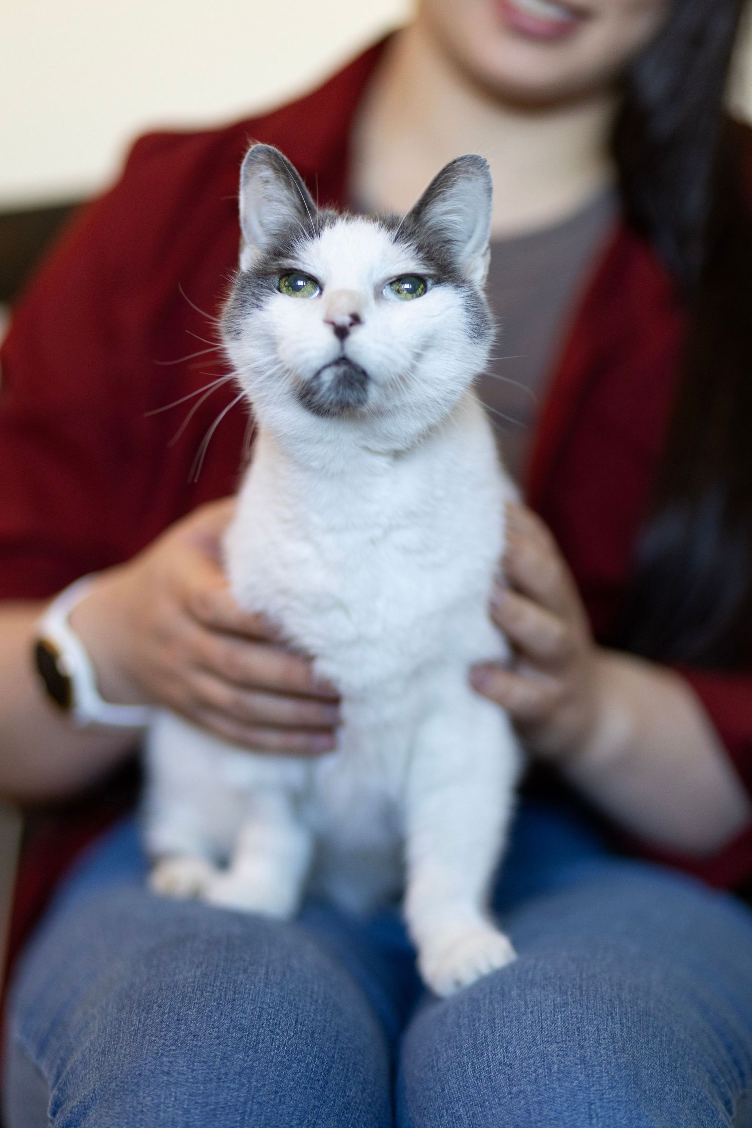 Gray and white cat with green eyes sitting on woman's lap in red jacket.