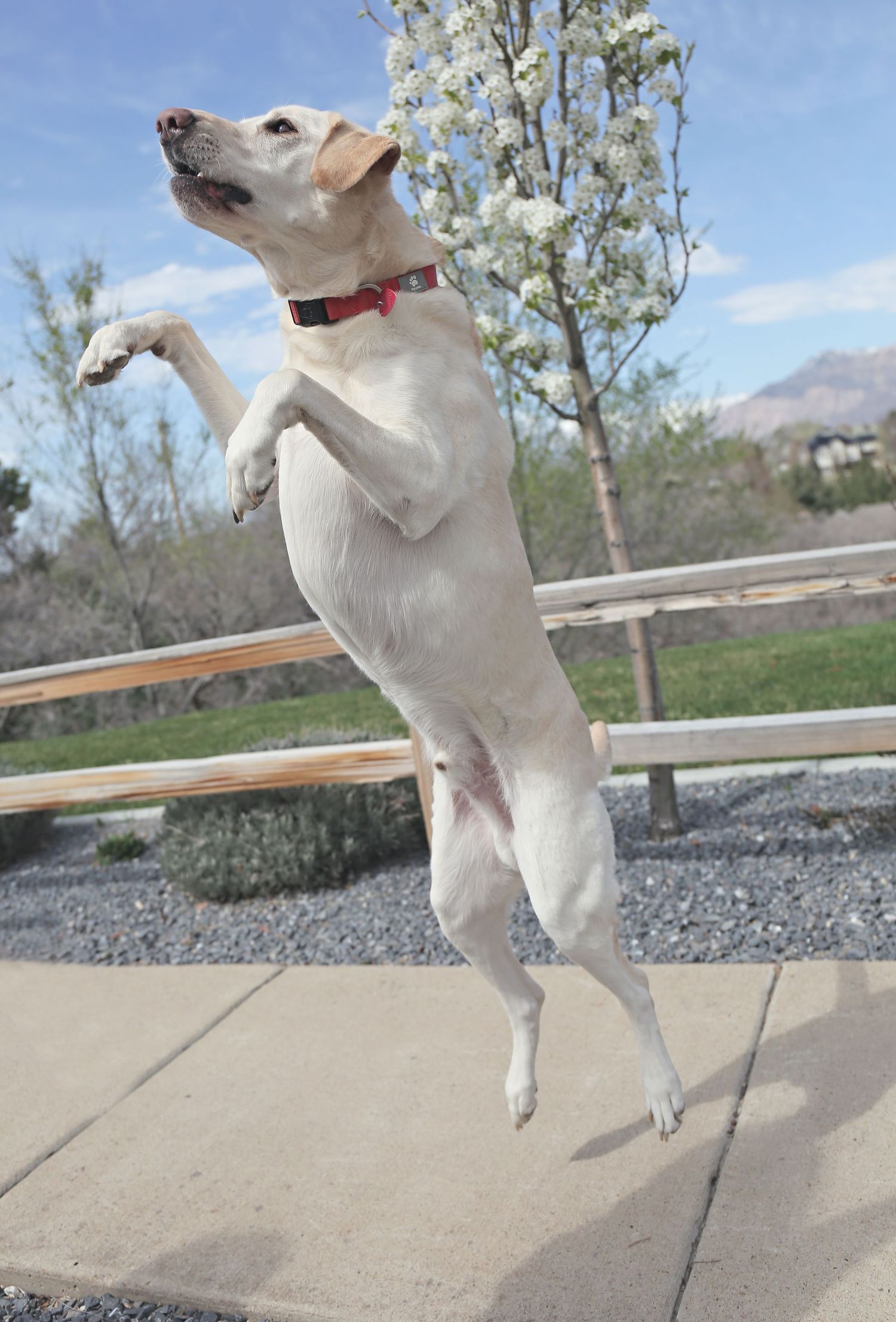 A white dog performs tricks by standing on its hind legs against a concrete wall outdoors.