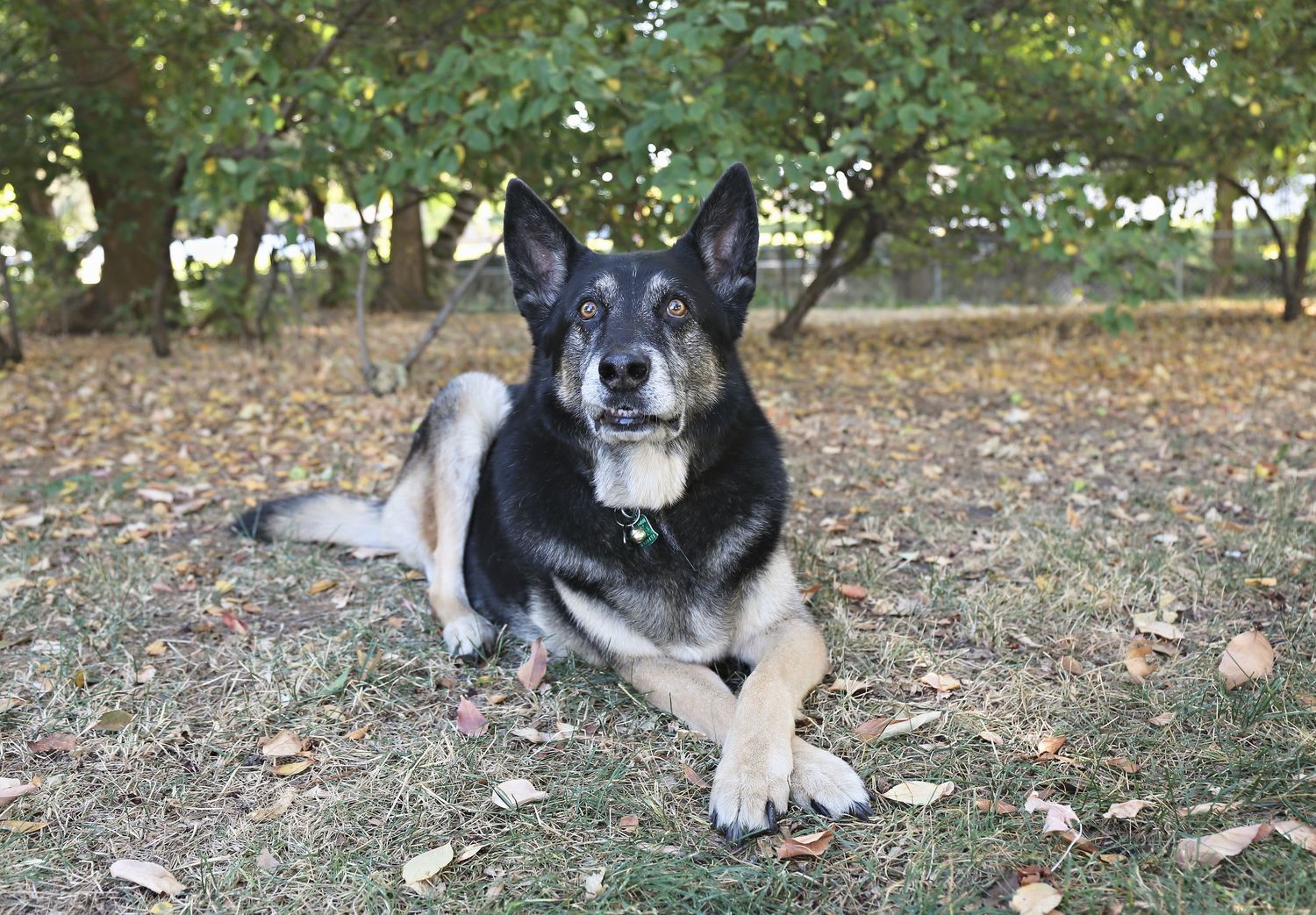 Black and white husky mix dog resting in shaded grass with fallen leaves.