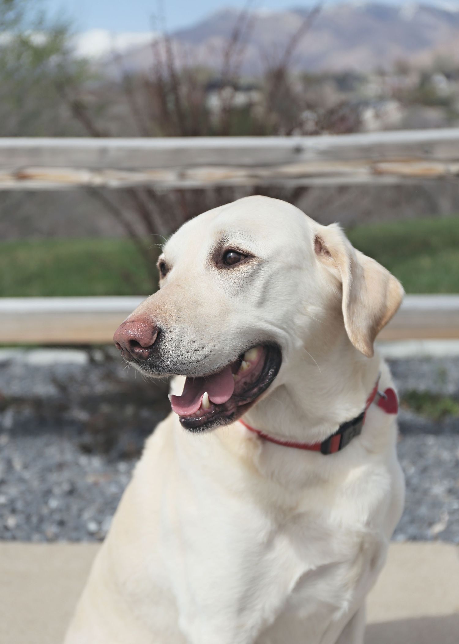 White dog with red collar shows profile view while sitting outdoors.
