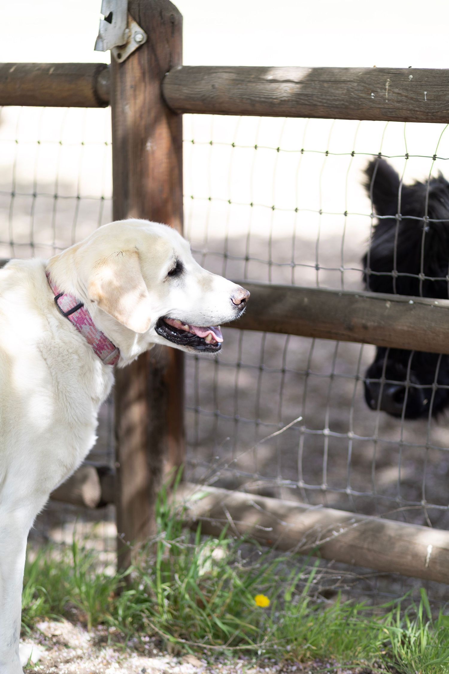 White Labrador Retriever with pink collar sniffing through a wooden wire fence at a black animal.