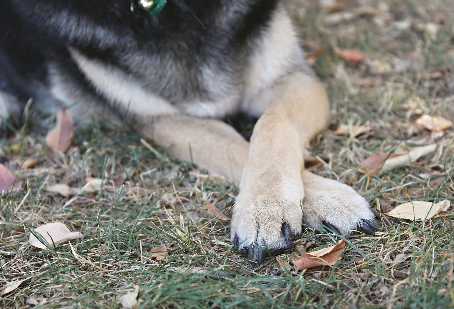 Close-up detail of a German Shepherd mix dog's fur and paws on grass.