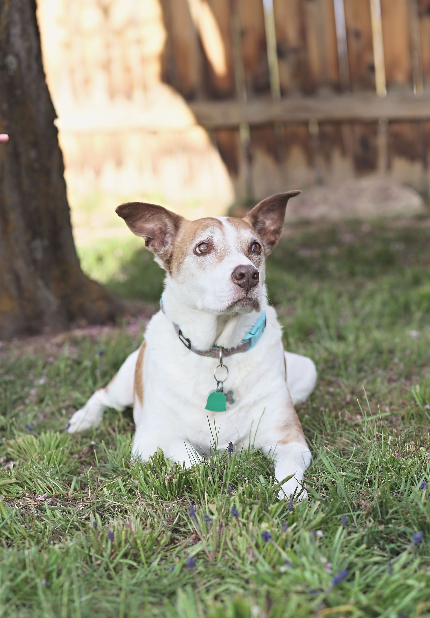 White terrier dog wearing collar and tags lying in grass near wooden fence.
