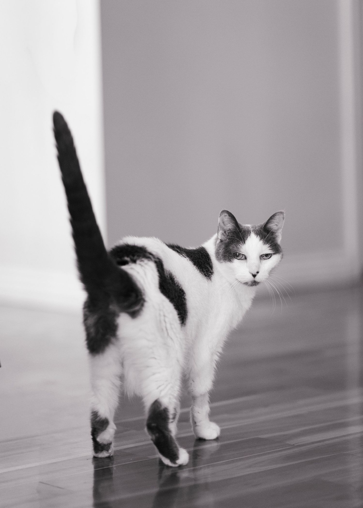 Black and white cat walking on hardwood floor with tail raised high, looking back at camera.