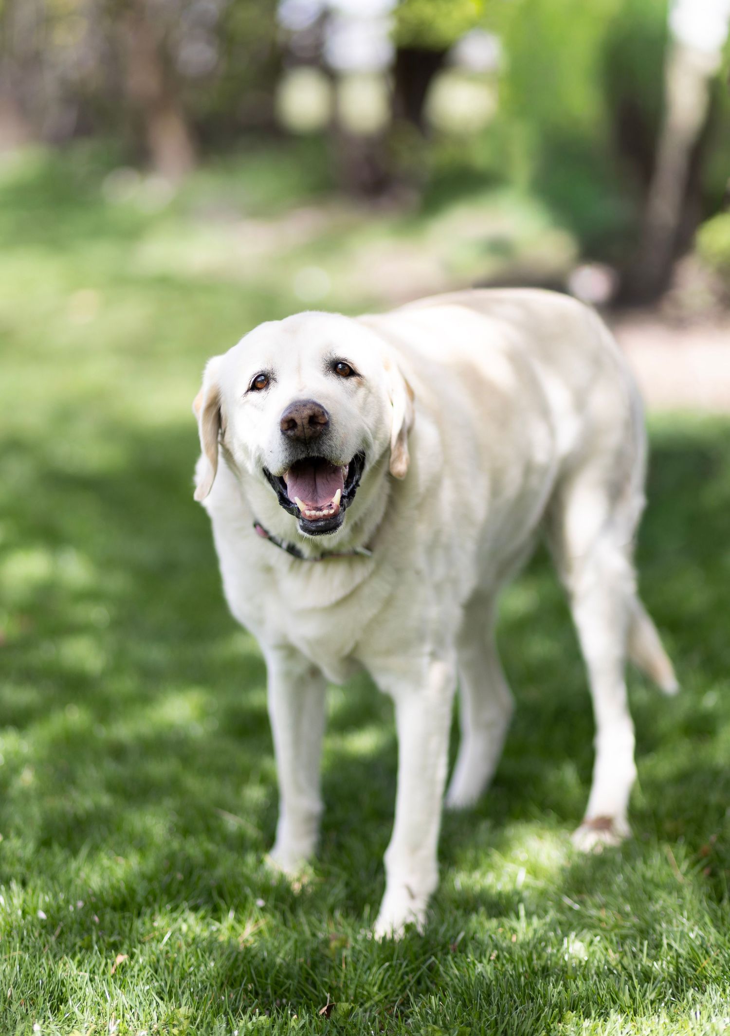 Happy white Labrador Retriever dog standing on green grass with mouth open in a sunny outdoor park setting.