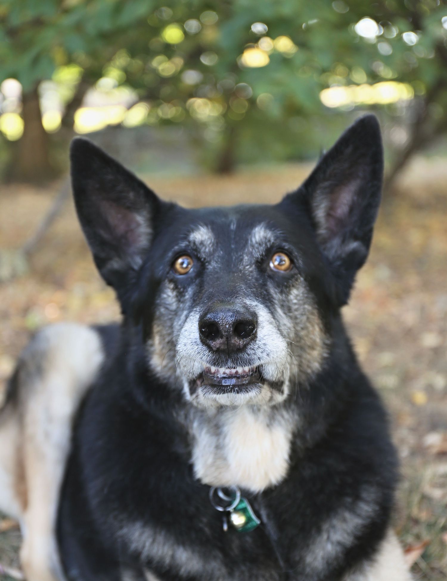 Close-up portraits of a black and white senior dog with expressive eyes and gray muzzle in an outdoor setting.