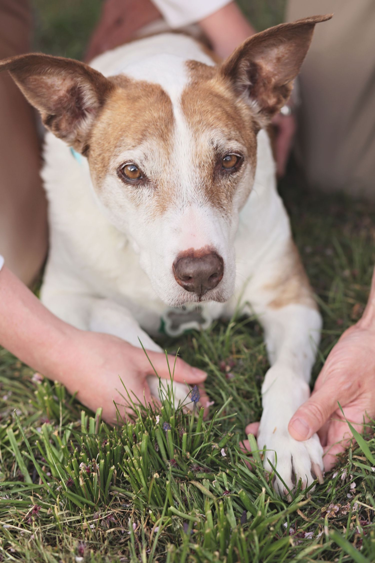 A brown and white dog rests in grass while being petted.