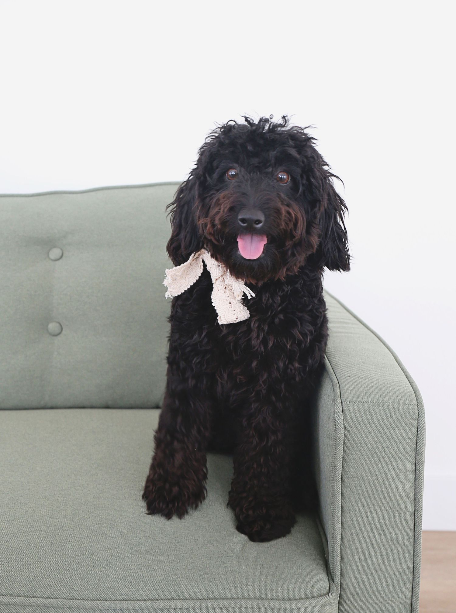 Black doodle dog wearing a light bow tie sitting on a sage green couch.