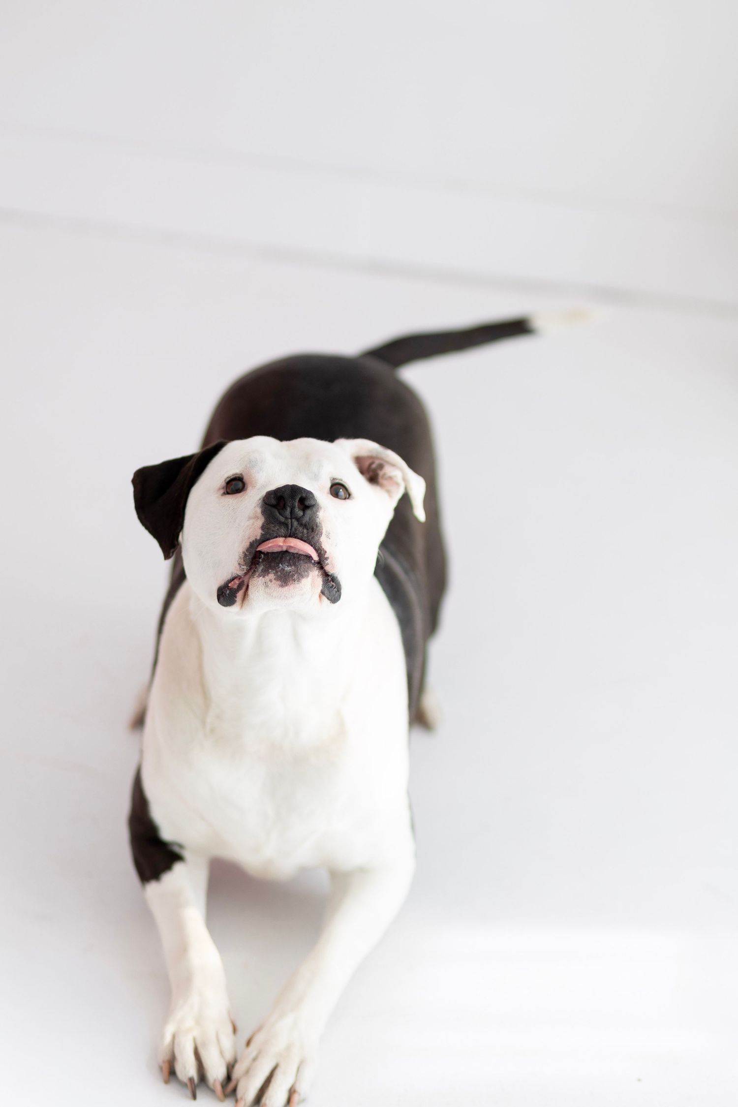 Black and white pit bull dog in playful bow pose on white floor with mouth open.