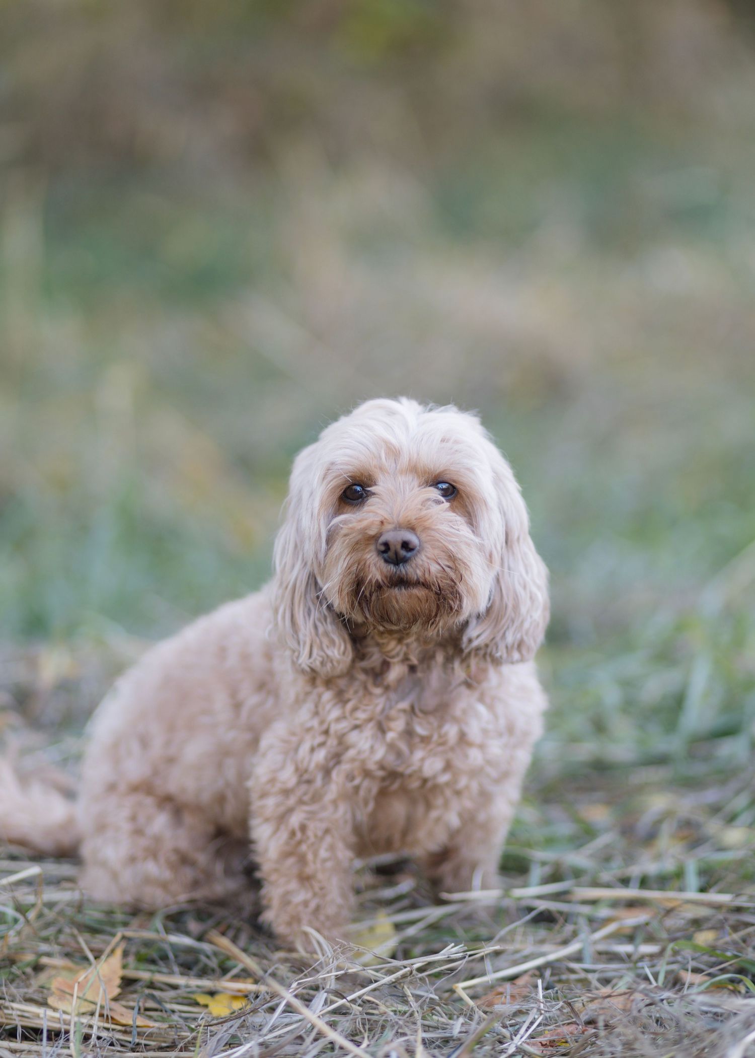 A small cream-colored dog with curly fur lies on grass in a sequence of five similar poses.
