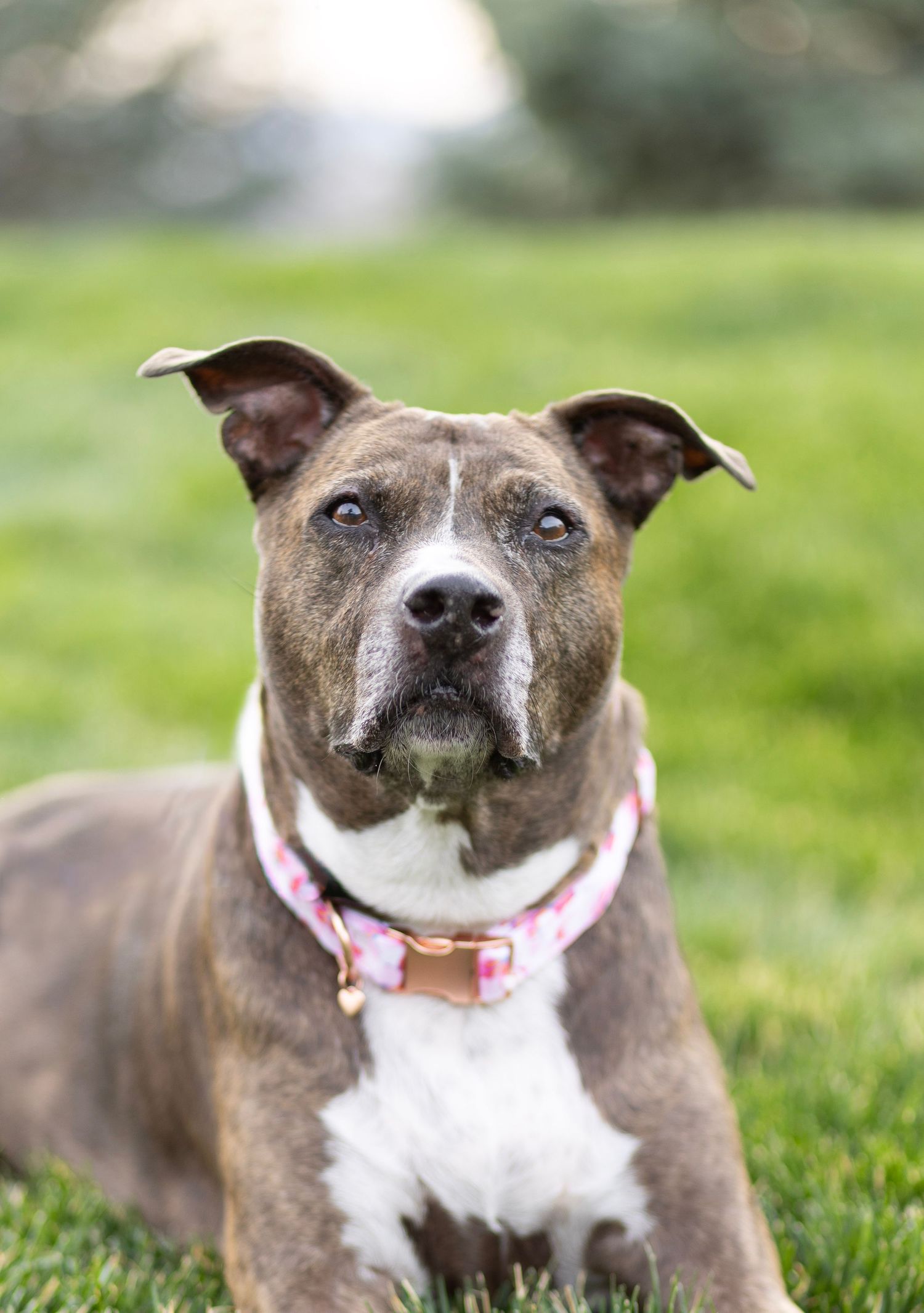 Brindle pit bull terrier with white chest wearing pink plaid collar lying on green grass outdoors.