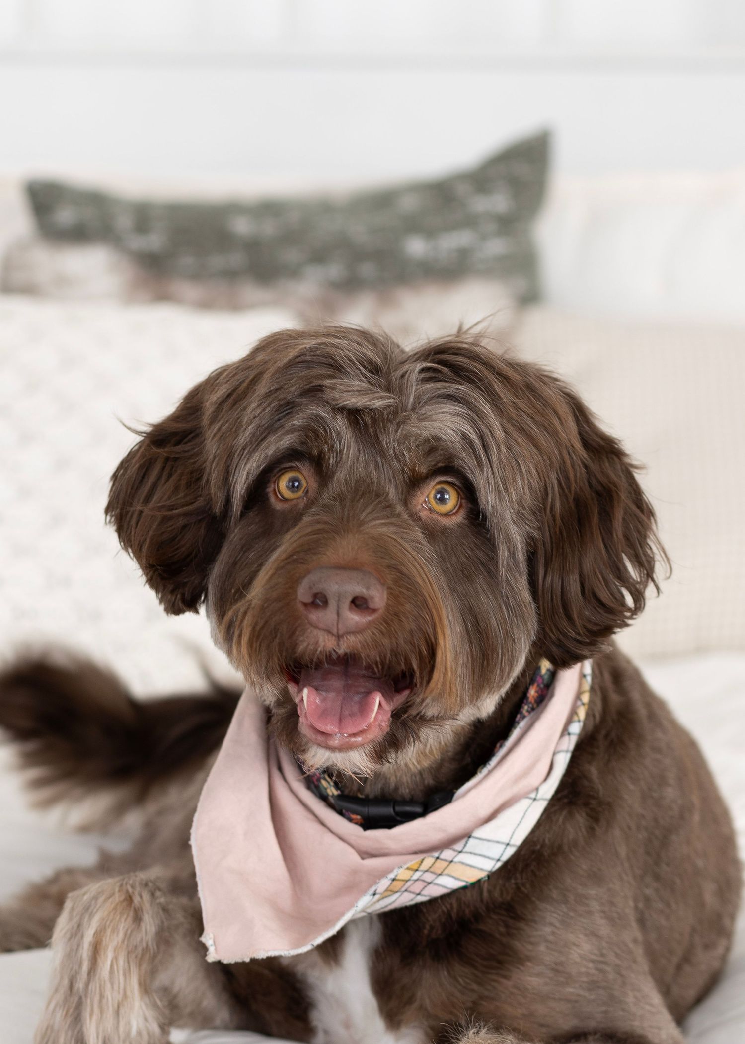 Chocolate brown labradoodle dog wearing pink bandana smiles at camera while resting on light colored bedding.