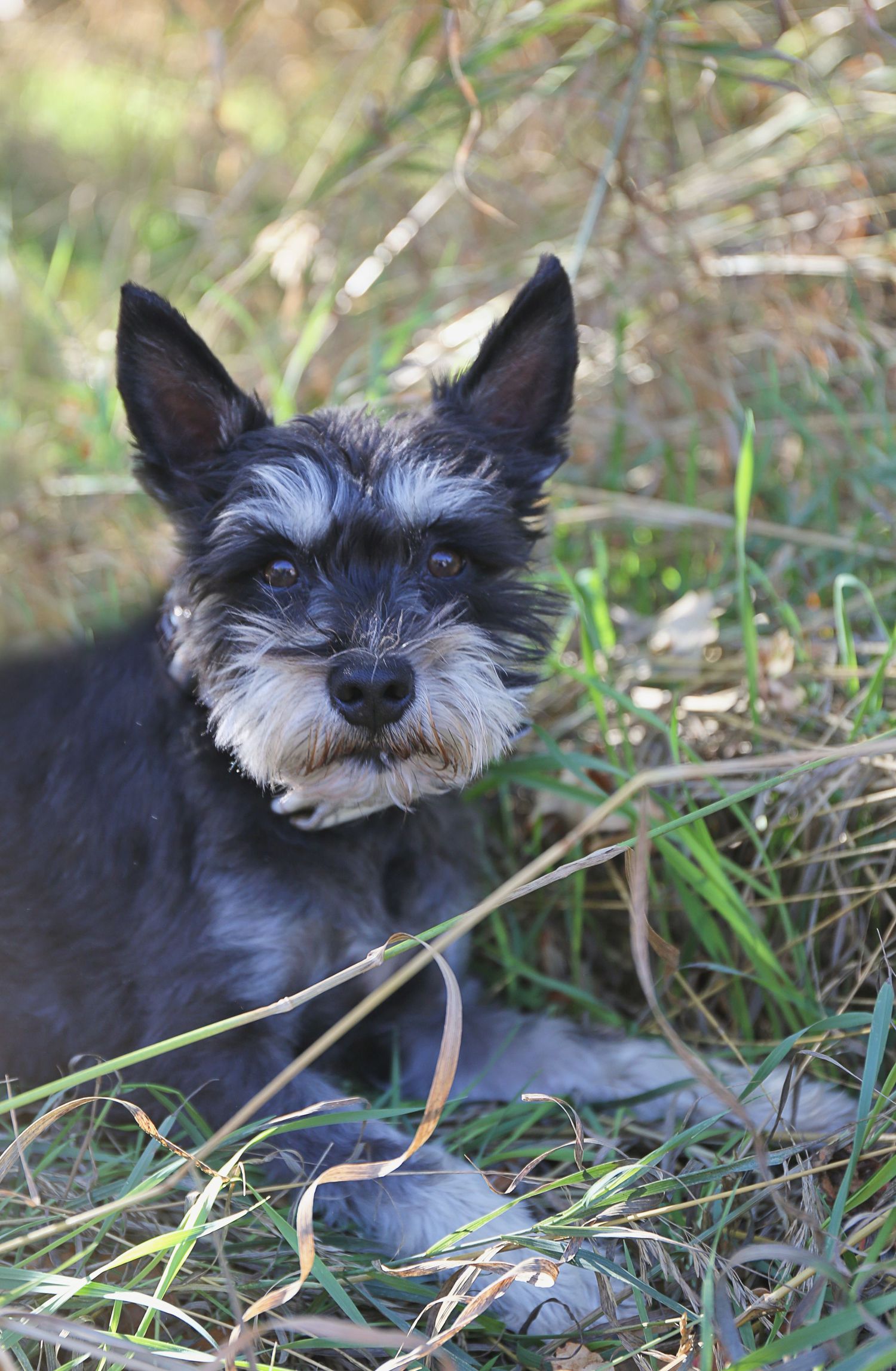 Small black terrier with grey facial hair resting in tall grass.