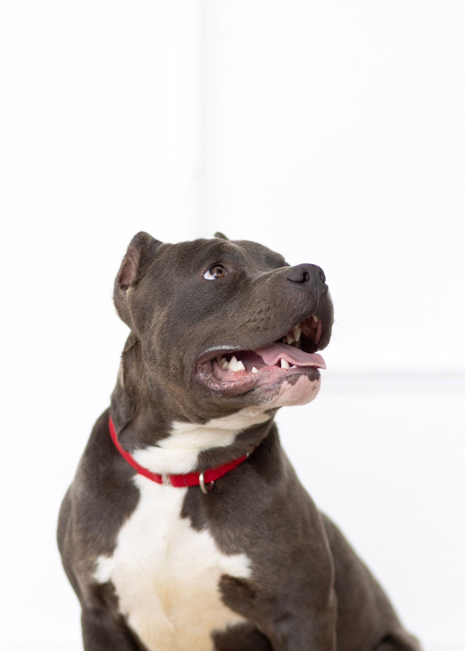 A sequence of five photos showing a dark gray pitbull with white chest making playful expressions and head tilts.