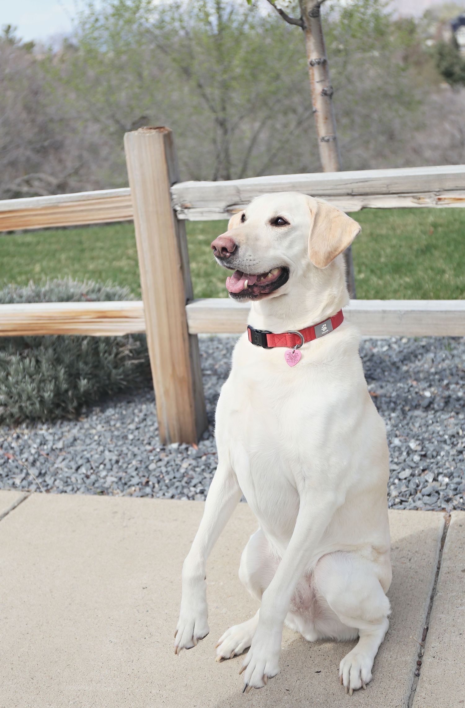 Happy white dog with red collar sits on concrete patio near wooden fence.