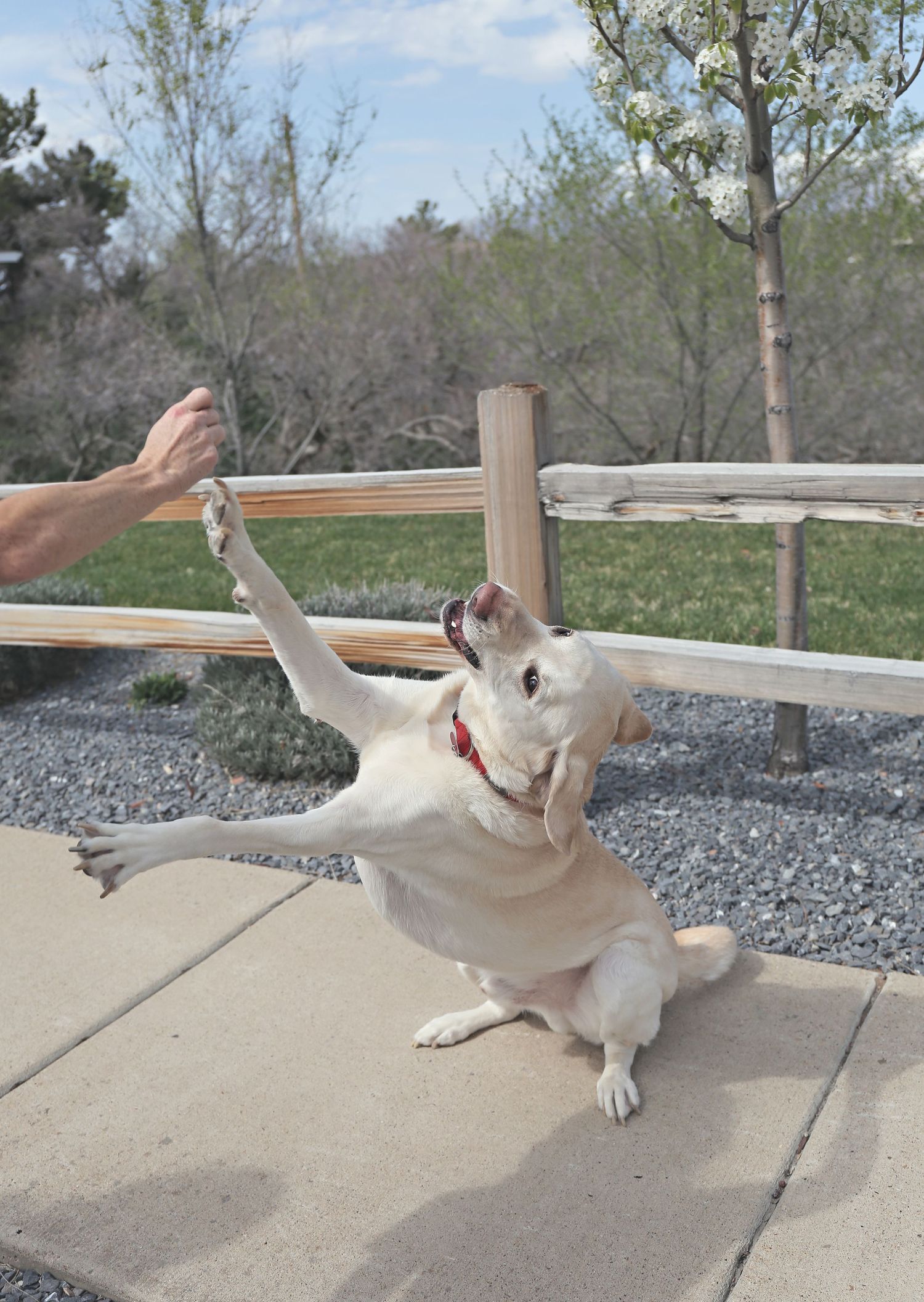 A playful white dog slides and rolls around on a concrete surface with mountains visible in the distance.