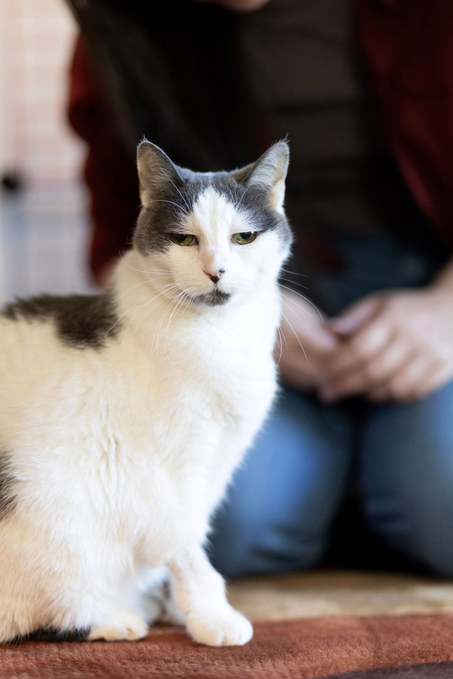 White and gray cat sitting on carpet in front of a person wearing jeans and red jacket.
