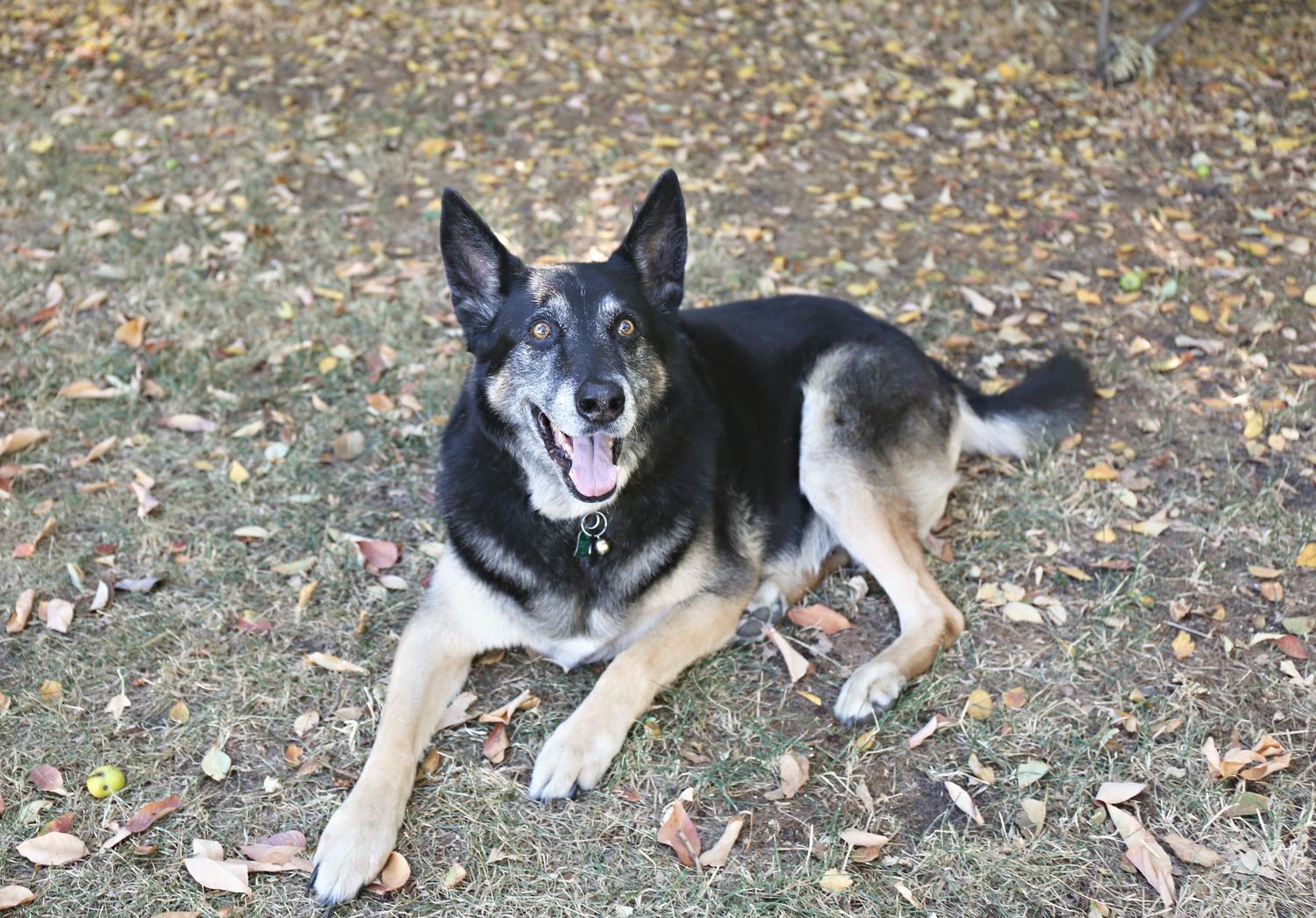 Sequence of a black and white dog relaxing and playing on the ground.