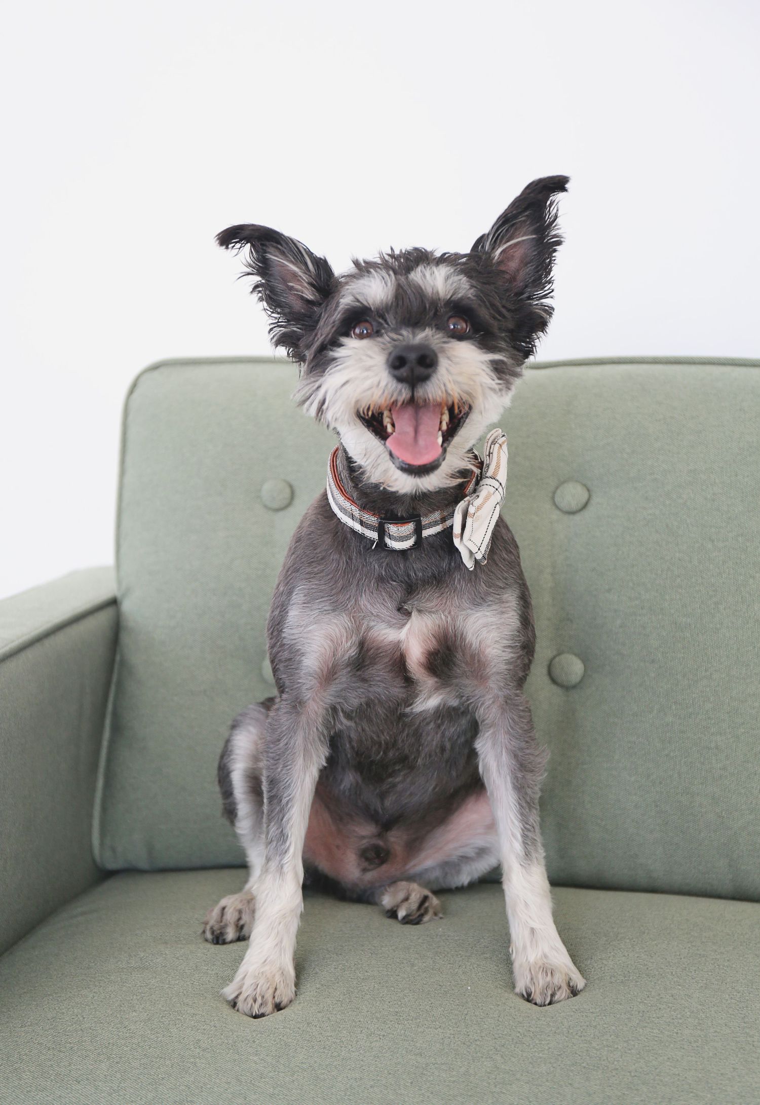 Smiling gray and white terrier mix with bow tie sitting on mint green couch.