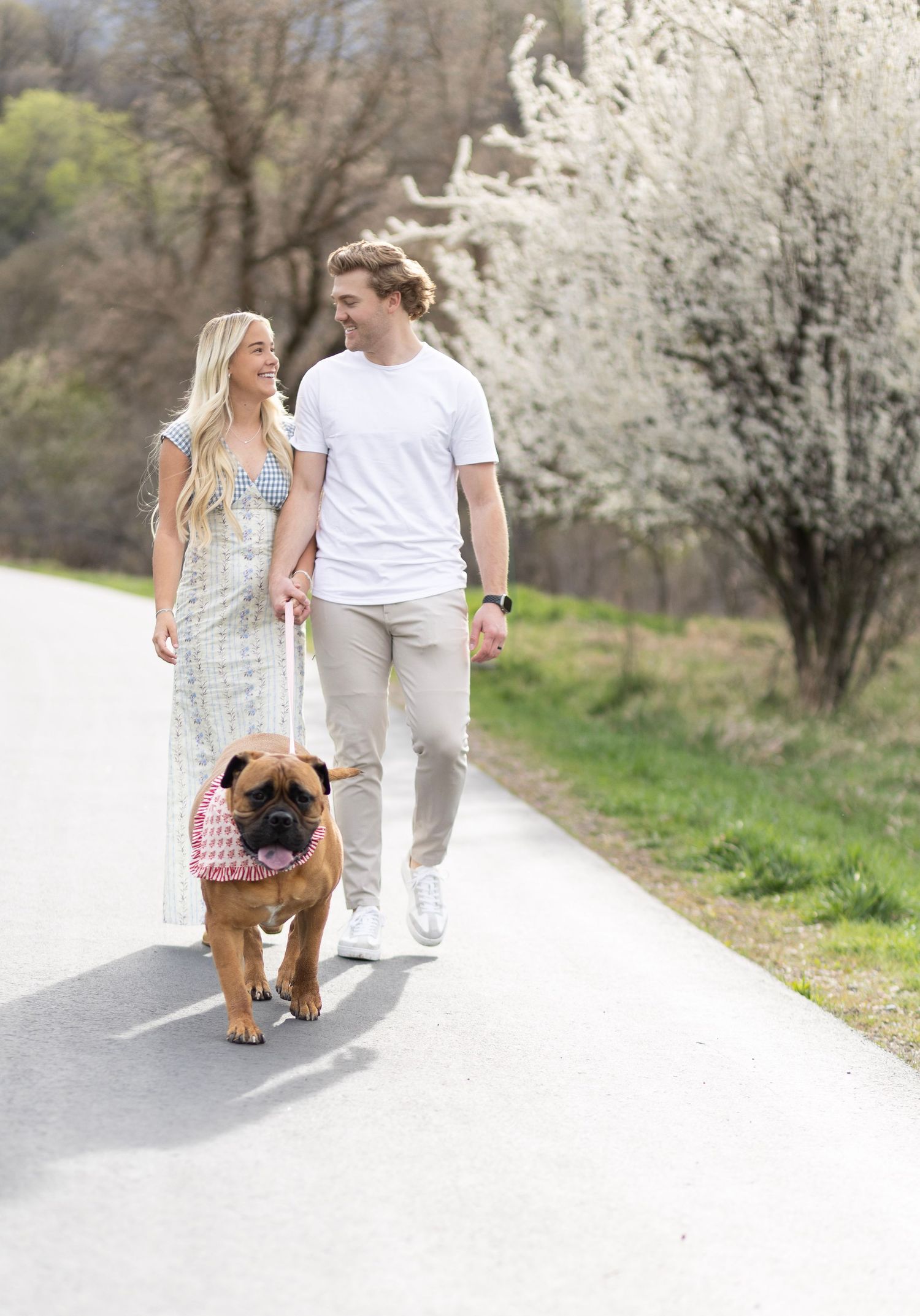 Couple walking a bulldog on a sunny path with blooming white trees in the background during spring.
