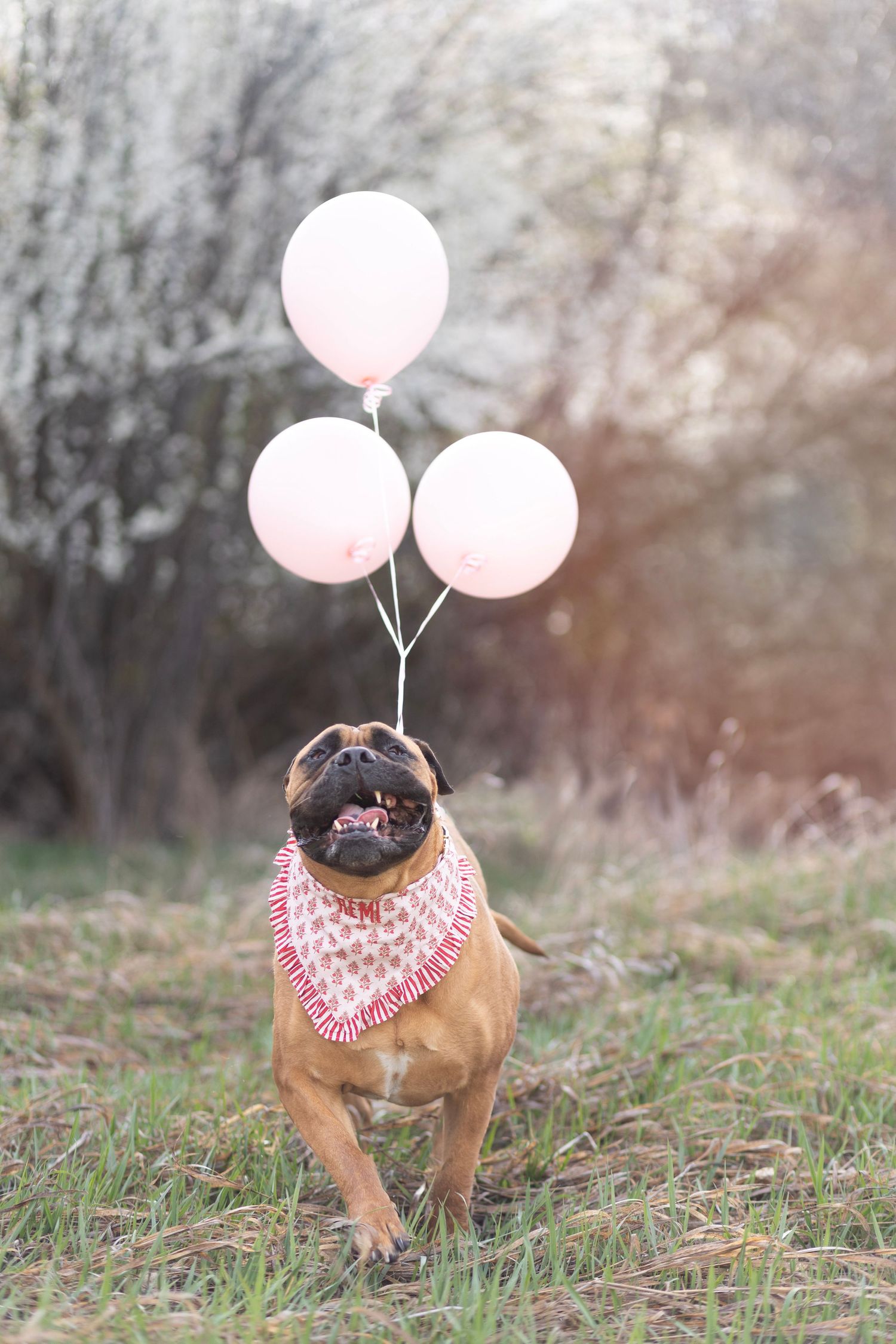 A happy Bullmastiff dog wearing a pink bandana runs outdoors holding four pink balloons in a spring garden.