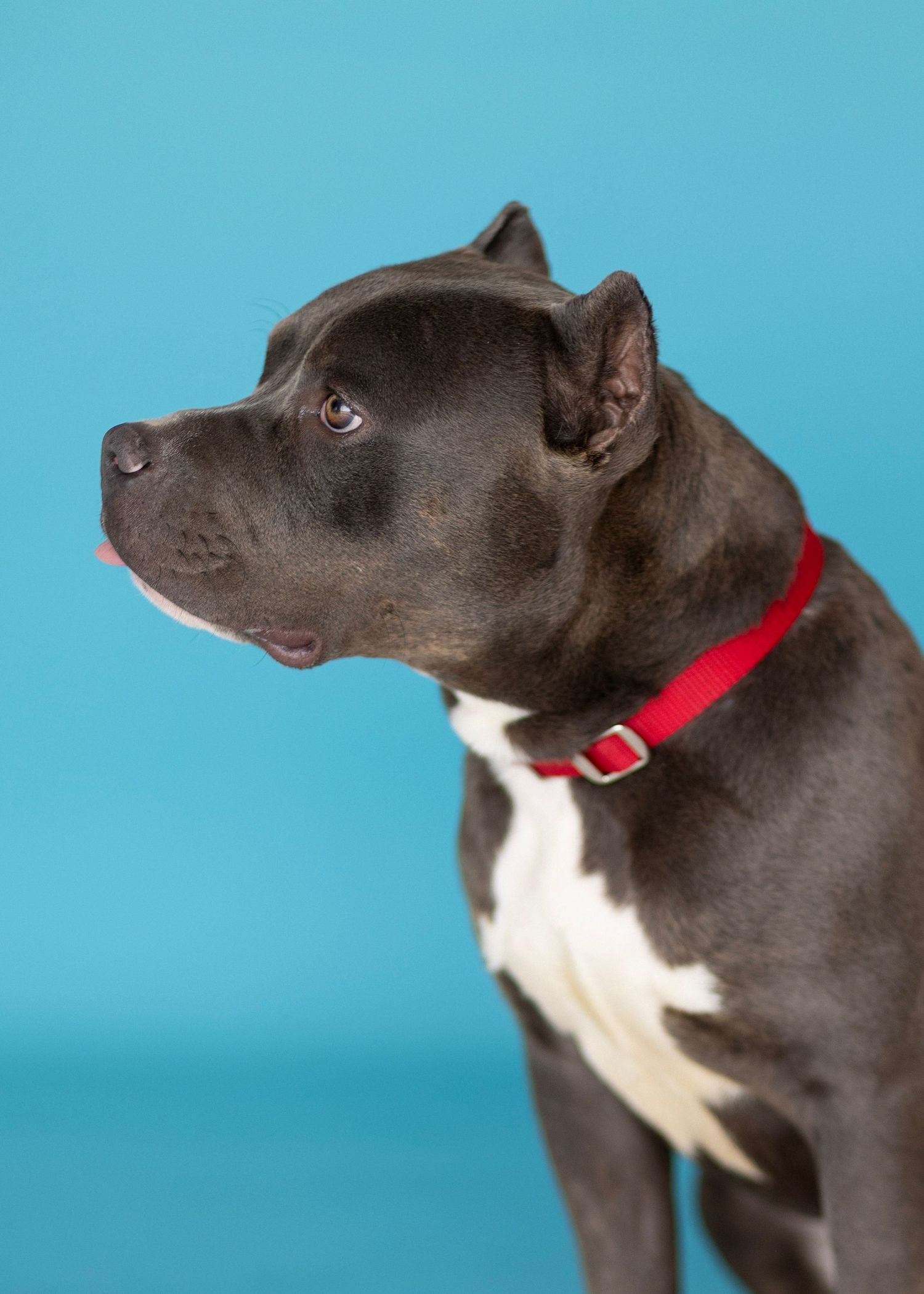 A black and white pit bull with a red collar shown in profile view against a bright turquoise blue background.