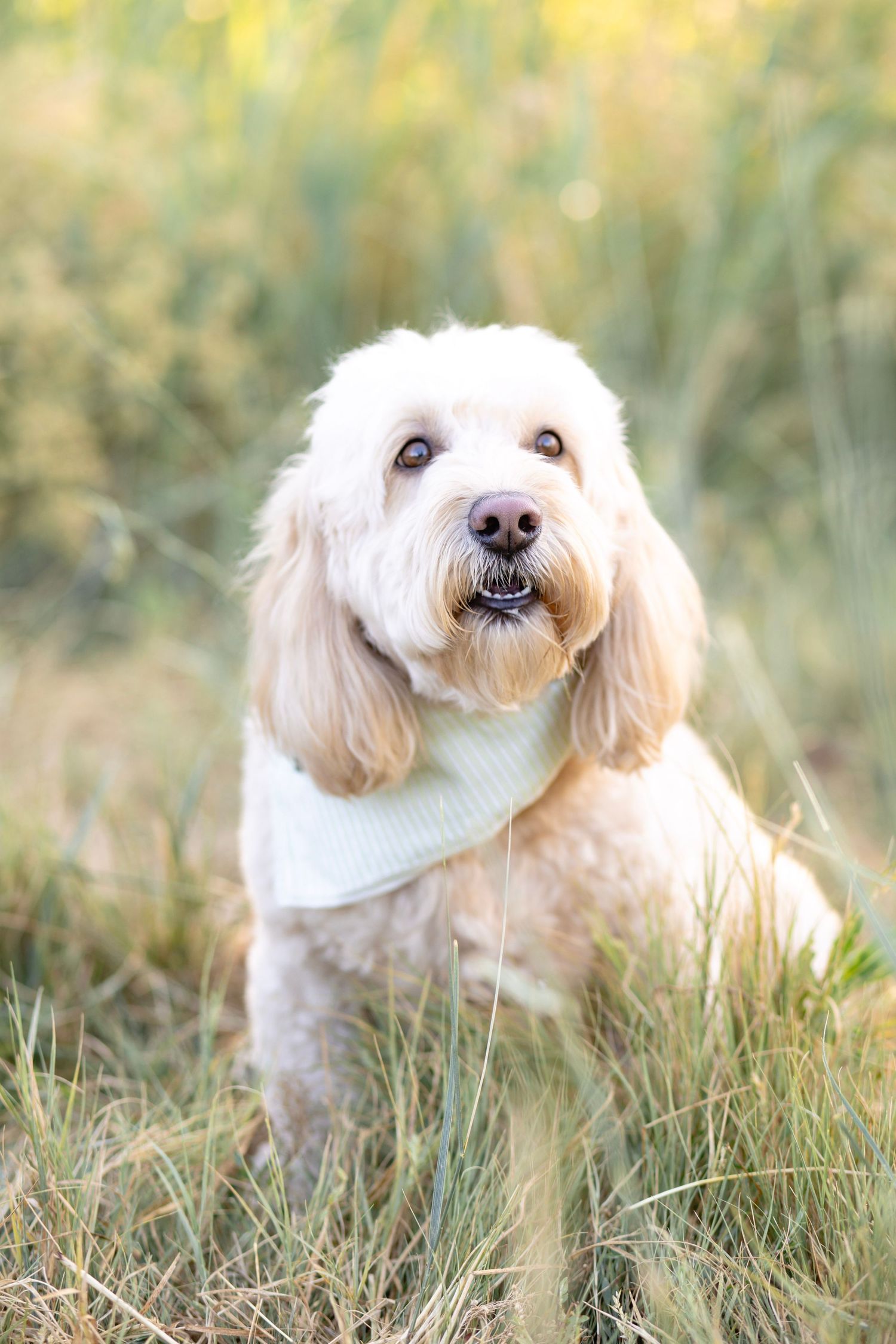 A cream-colored Goldendoodle wearing a white bandana sits alertly in golden grass.