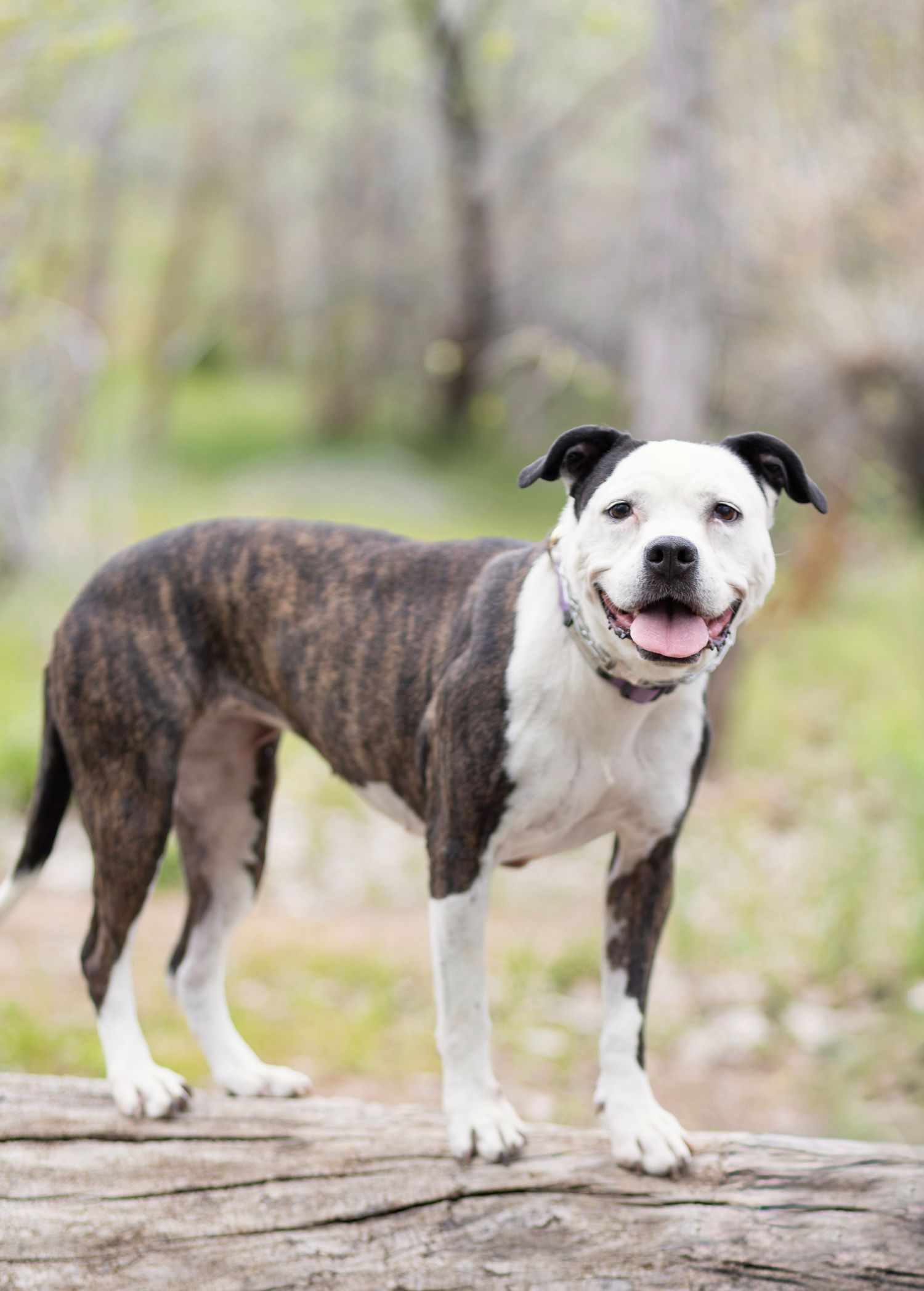 Brindle and white Pit Bull Terrier mix standing on a log outdoors, smiling with mouth open in a natural setting.