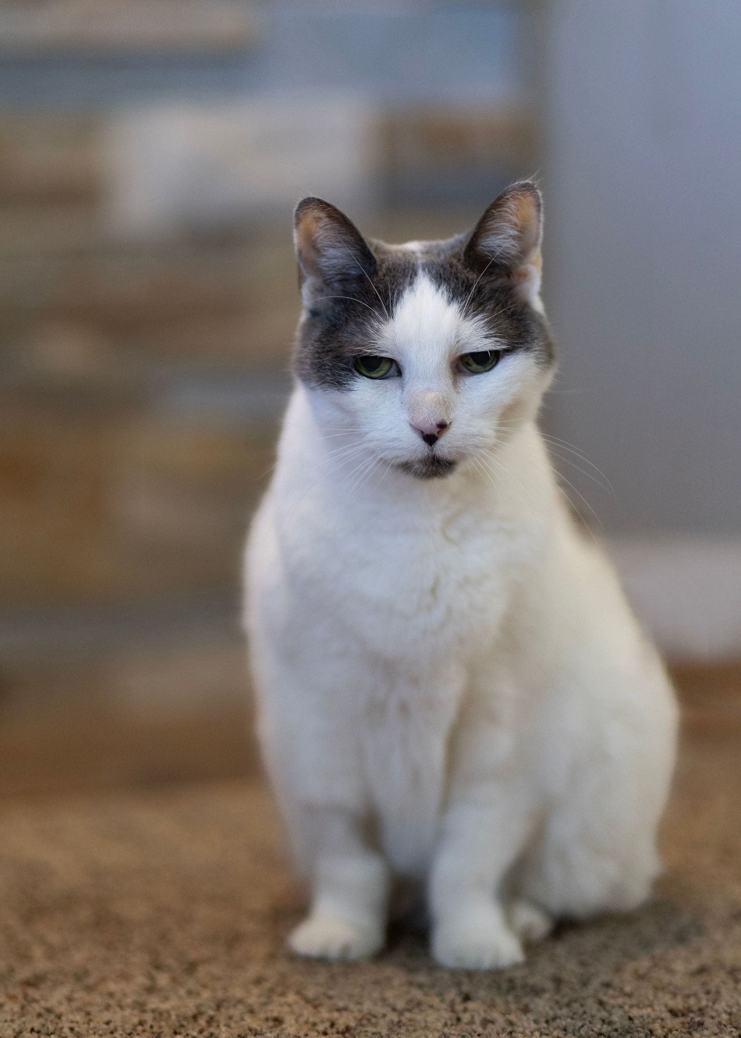 Gray and white cat with green eyes sitting alone on carpet floor.