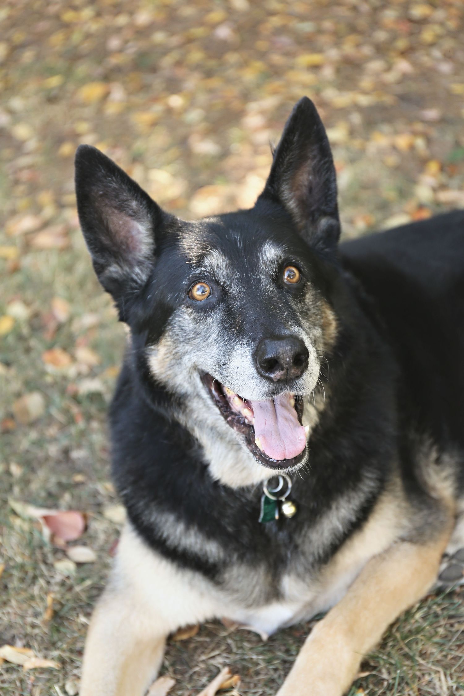 Happy black and white dog with grey muzzle smiling while resting outdoors.