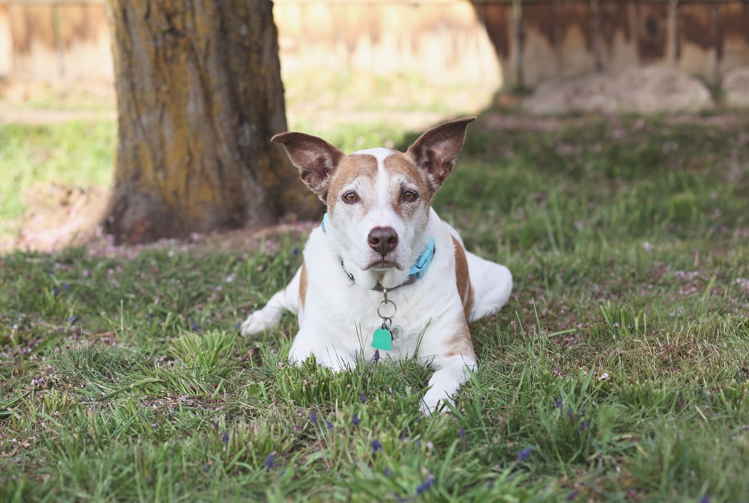 White dog with brown patches resting on grass under trees in a sequence of shots.