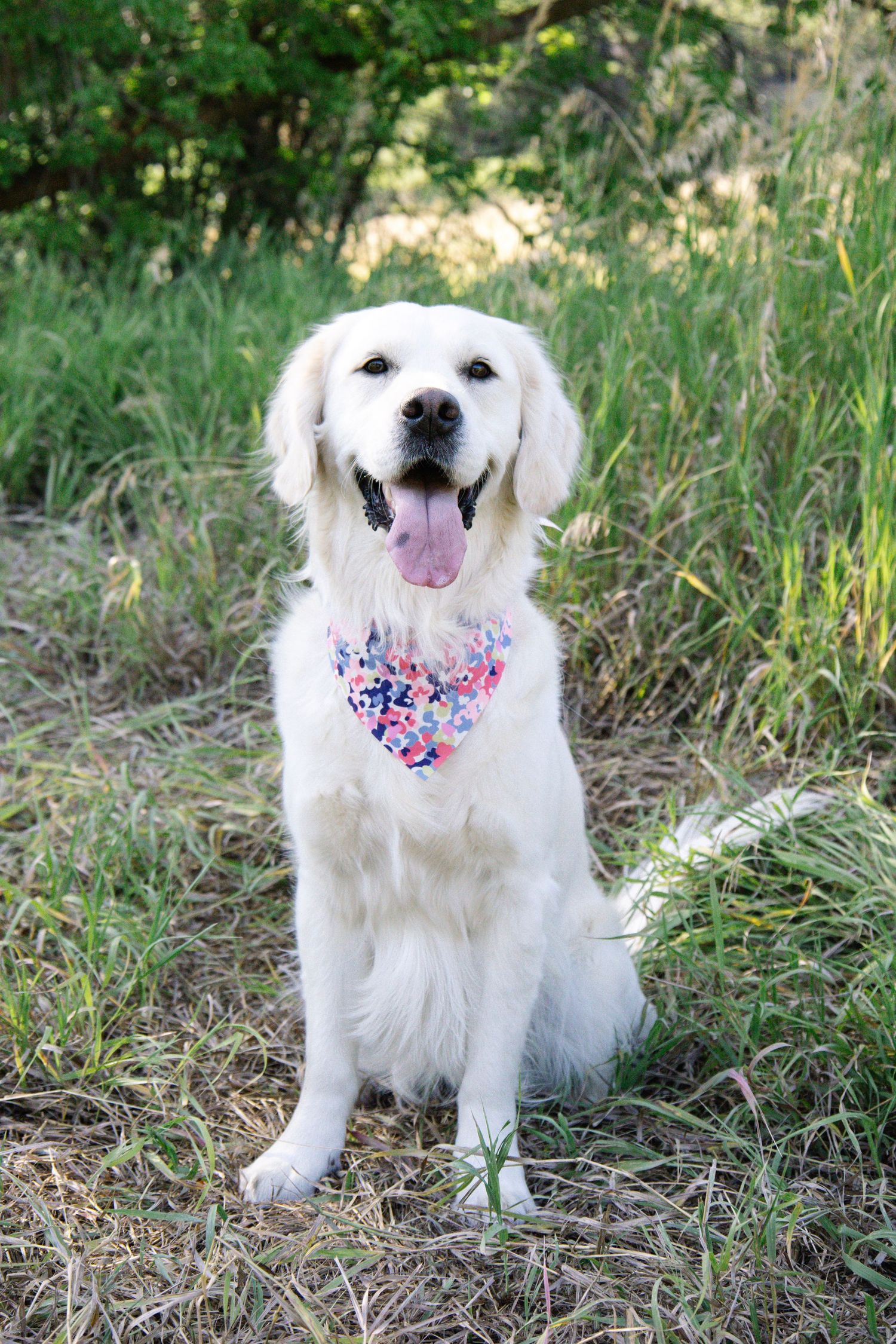 A fluffy white dog wearing a patriotic bandana sits in a grassy field.