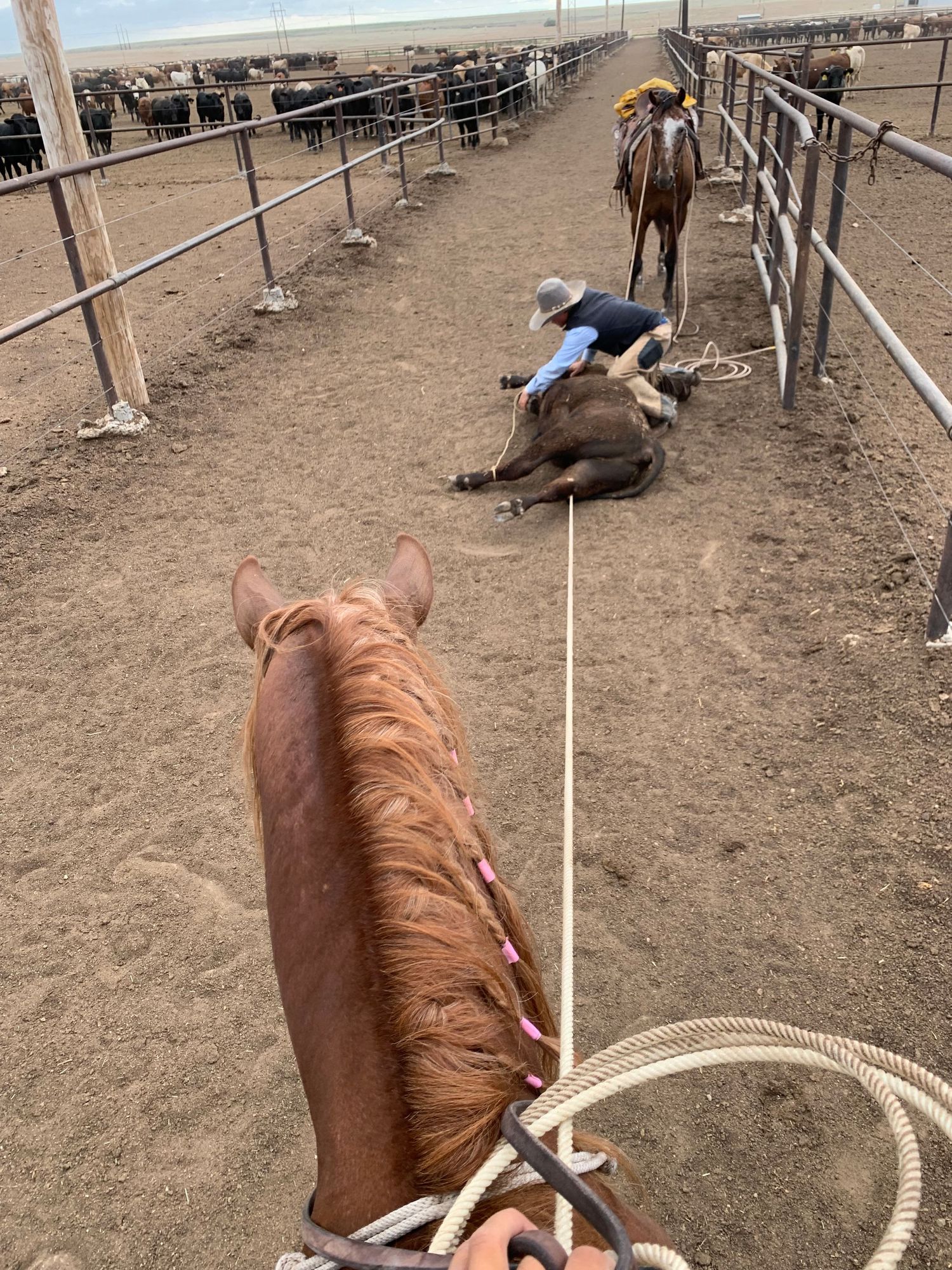 A horse's eye view of two horses dragging ropes on a dusty path between livestock fencing at a ranch facility.