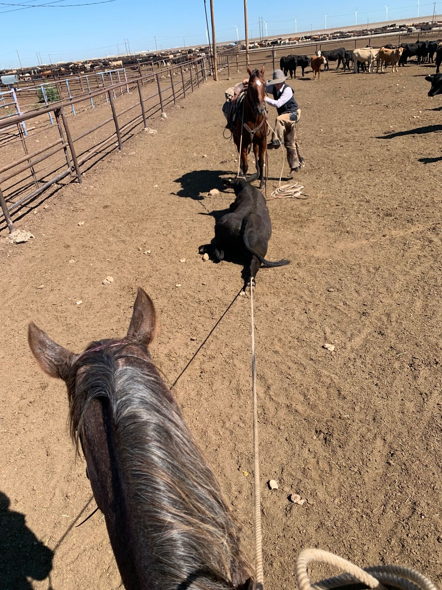View from horseback showing cattle corral with black cow and brown horse in dirt paddock on sunny day.