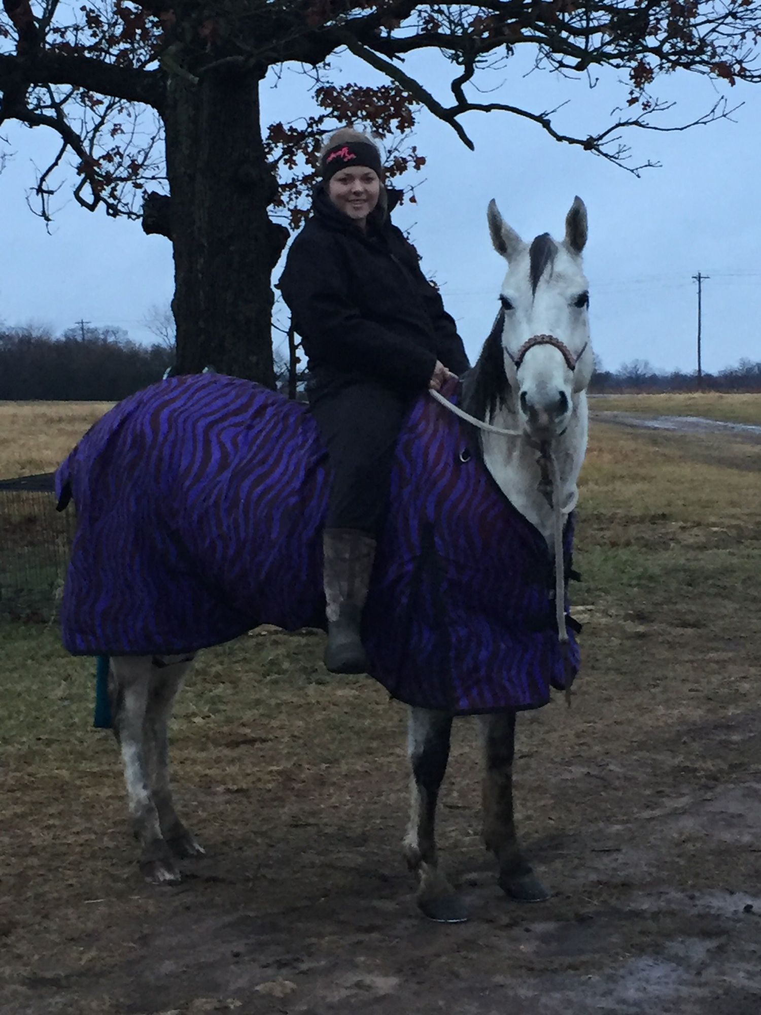 A horse wearing a purple winter blanket stands with a rider mounted beneath a large tree at dusk in a rural field.