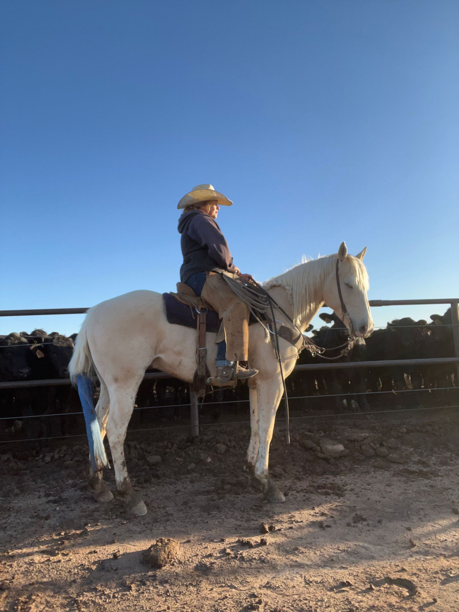 Cowboy riding a white horse against blue sky during sunset on ranch.