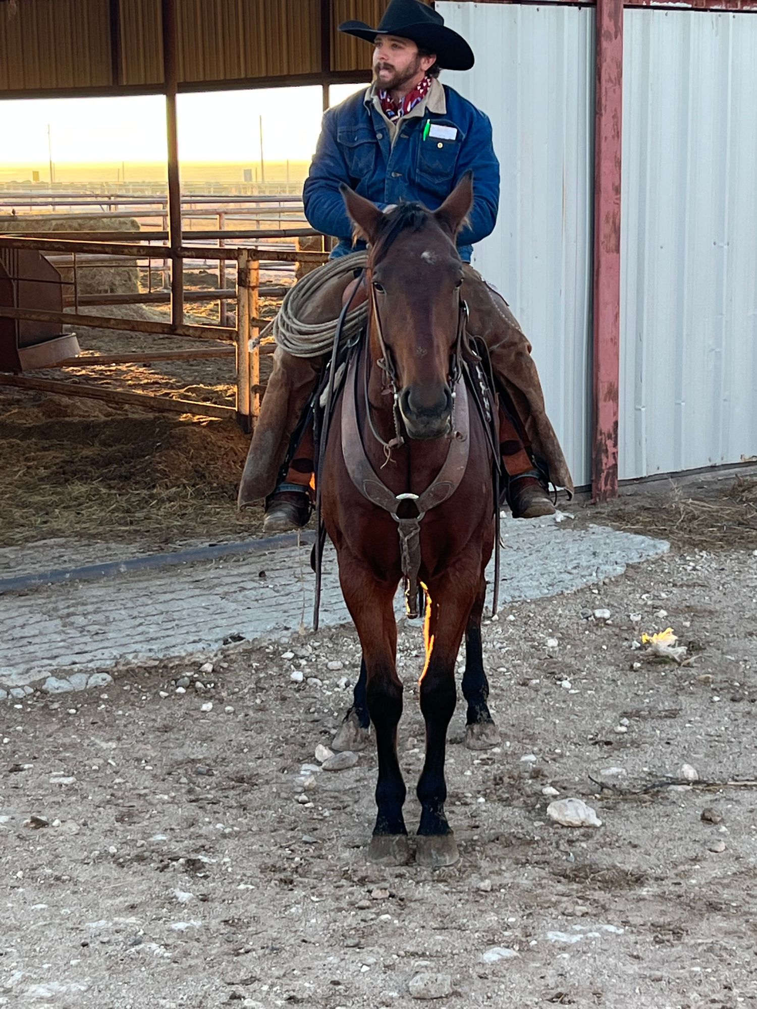 Western rider in blue jacket sits atop a saddled bay horse inside a covered barn area during daytime.