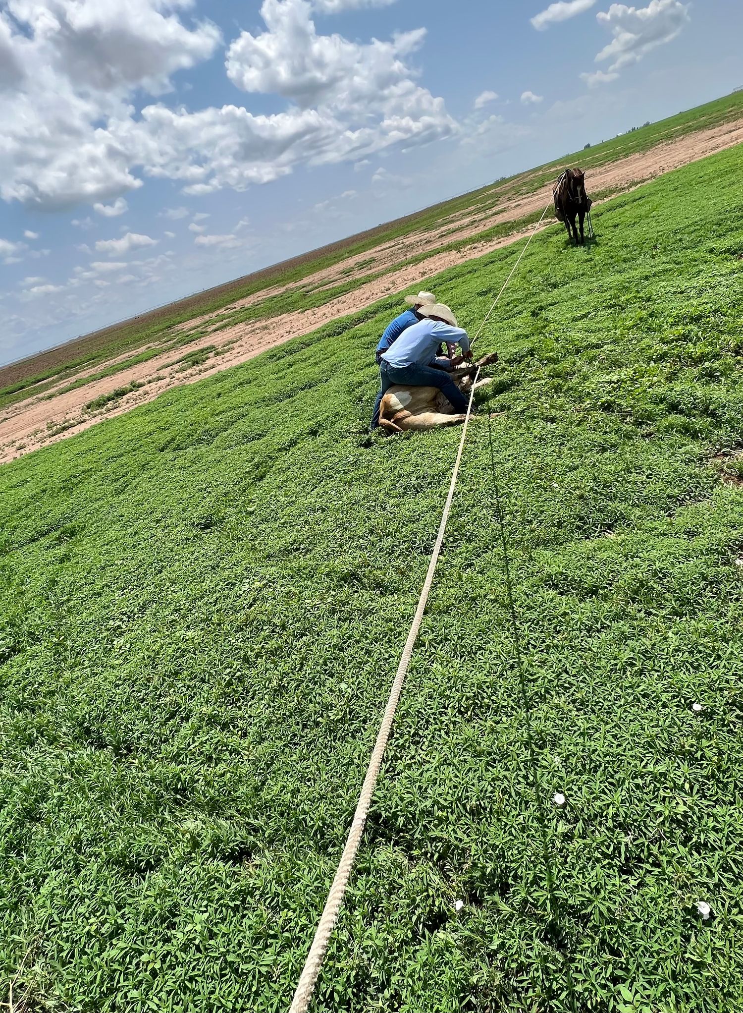 Someone measures the slope of a steep grassy hillside with a rope while a horse stands nearby under blue cloudy skies.
