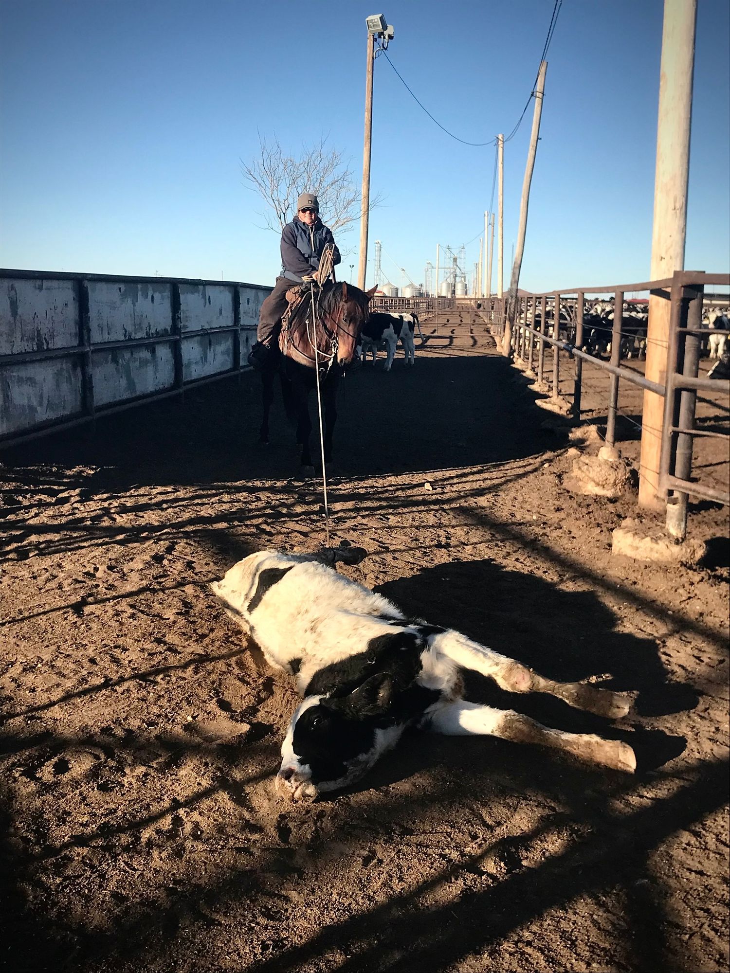 Rancher on horseback works cattle in feedlot with black and white calf lying on ground during sunny day.