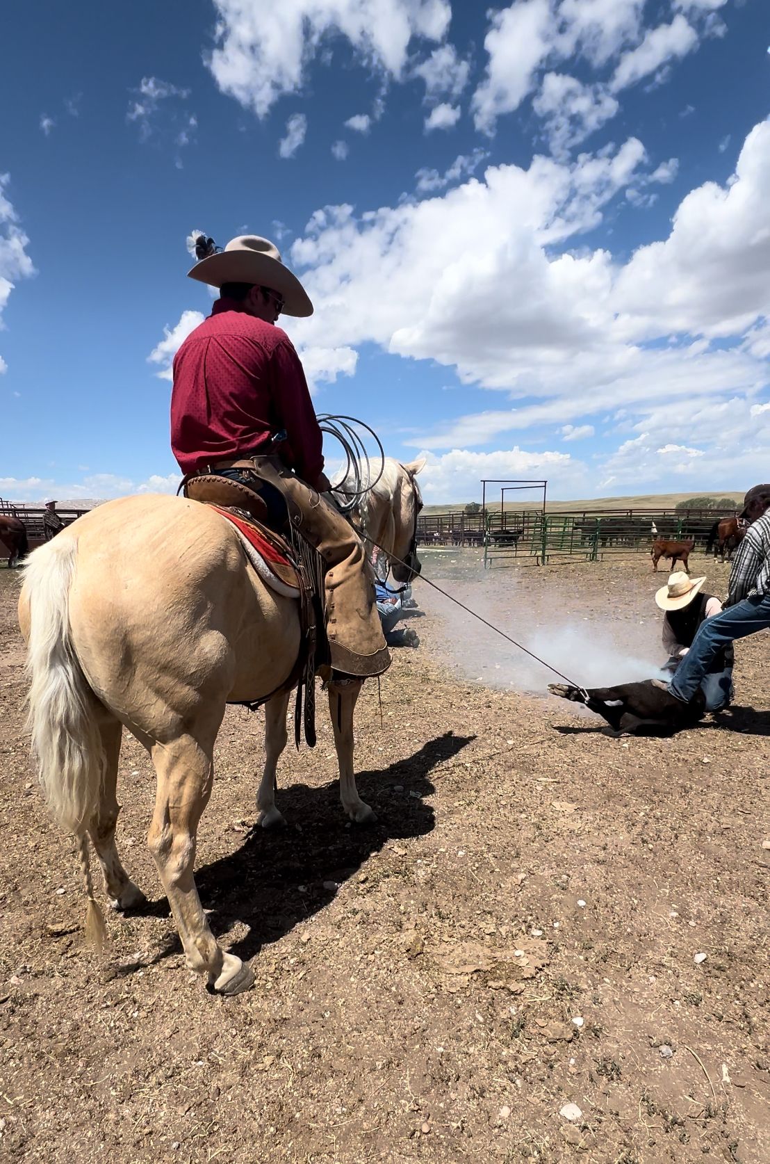A cowboy on a palomino horse watches as someone ropes cattle in a dusty corral under bright blue skies.